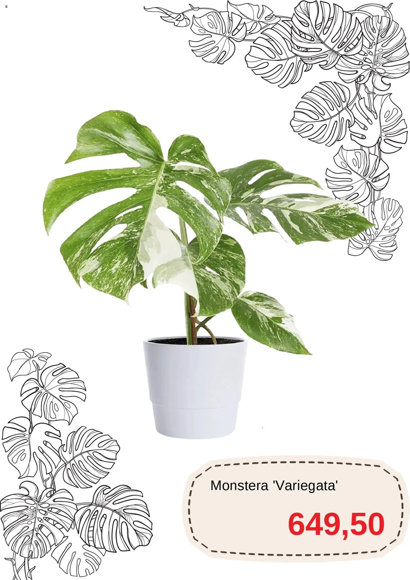 Blomsterlandet Reklamblad från 11/03/2026 Blomsterlandet erbjudanden