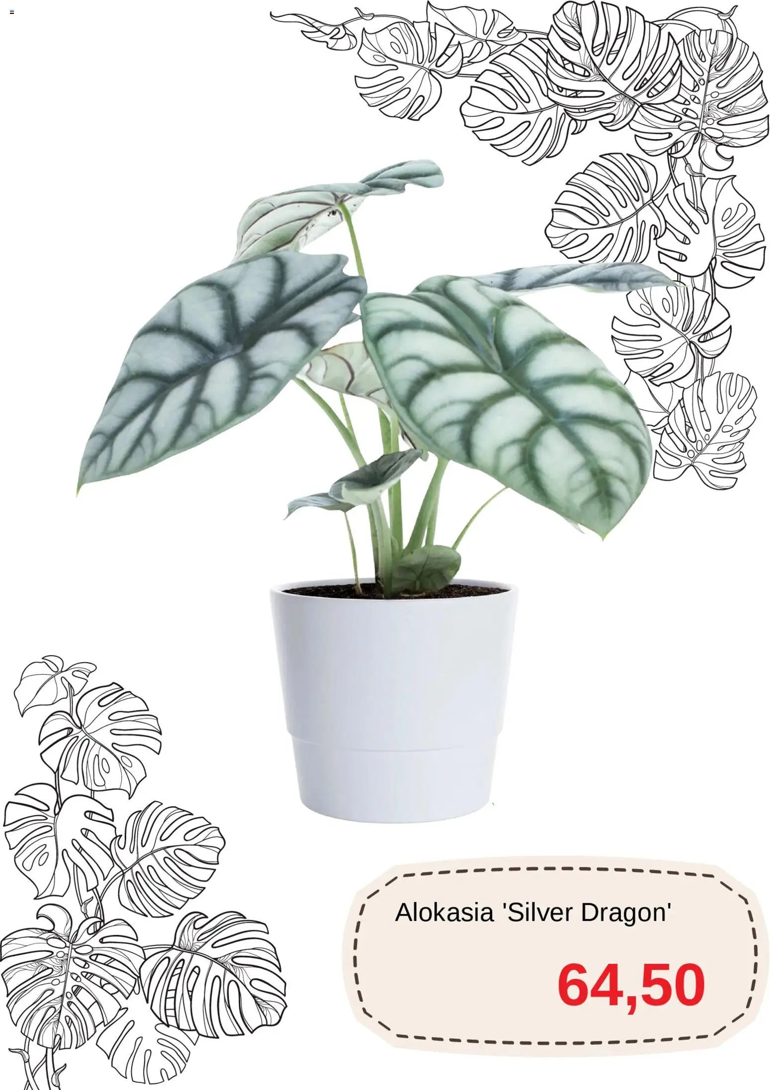 Blomsterlandet Reklamblad från 11/03/2026 Blomsterlandet erbjudanden