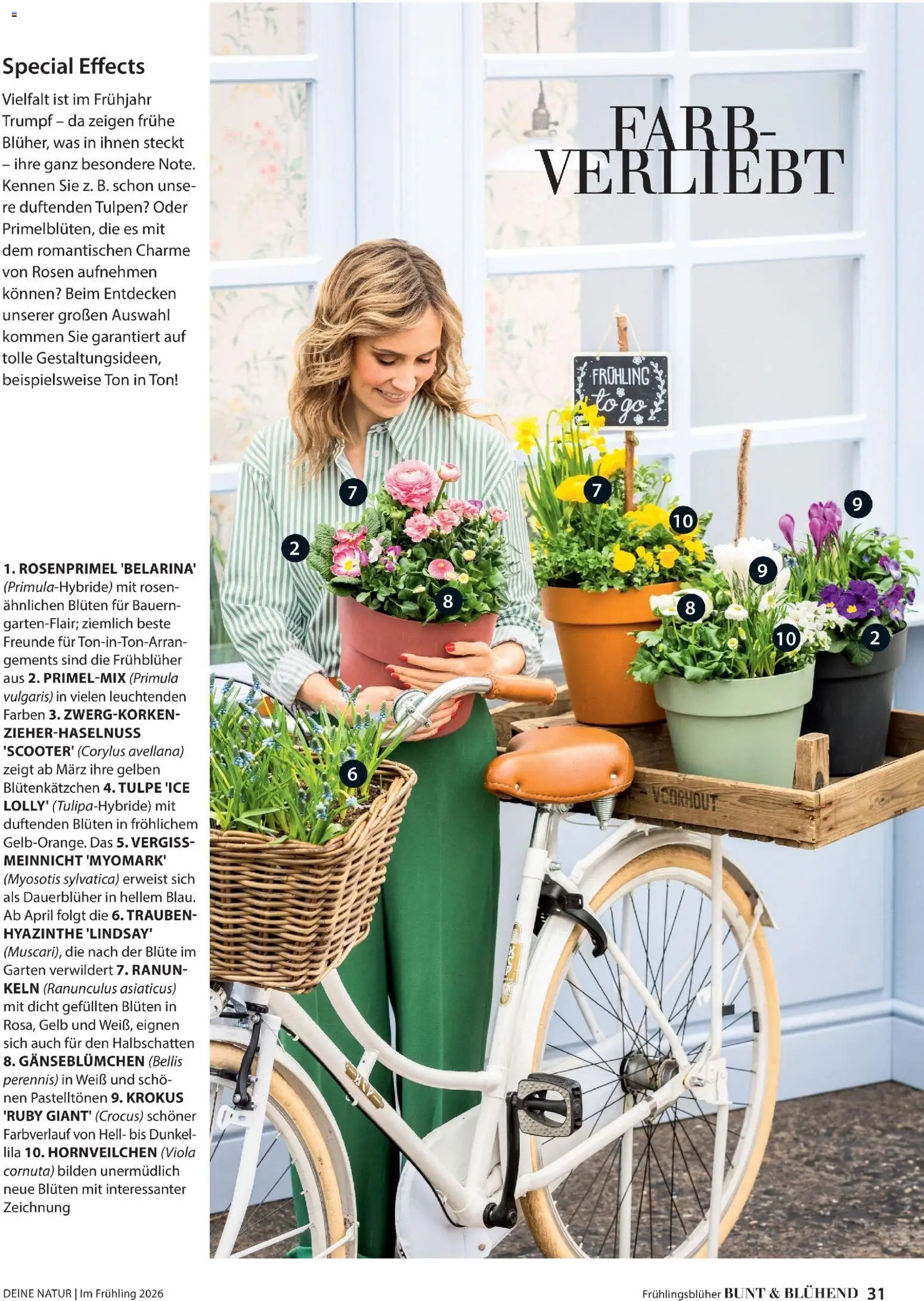Dehner Flugblatt