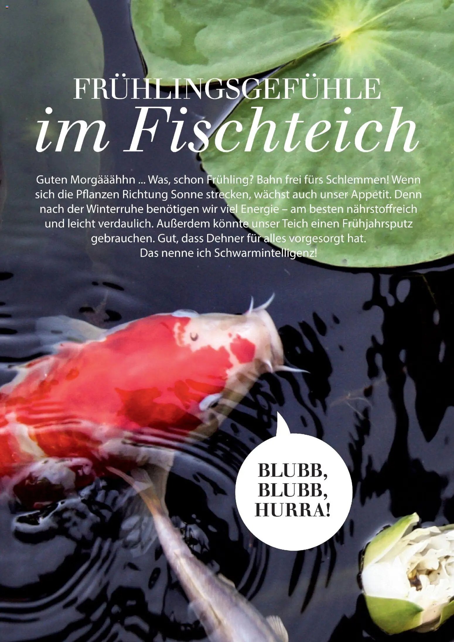 Dehner Flugblatt