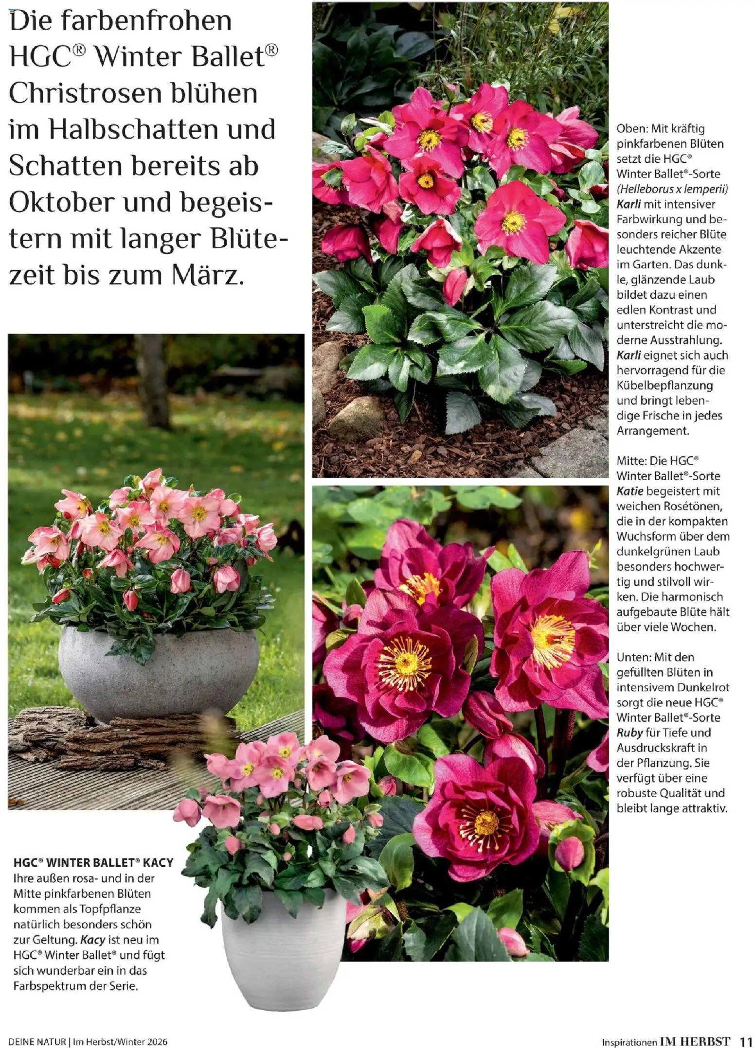 Dehner Magazine HERBST/WINTER 2026