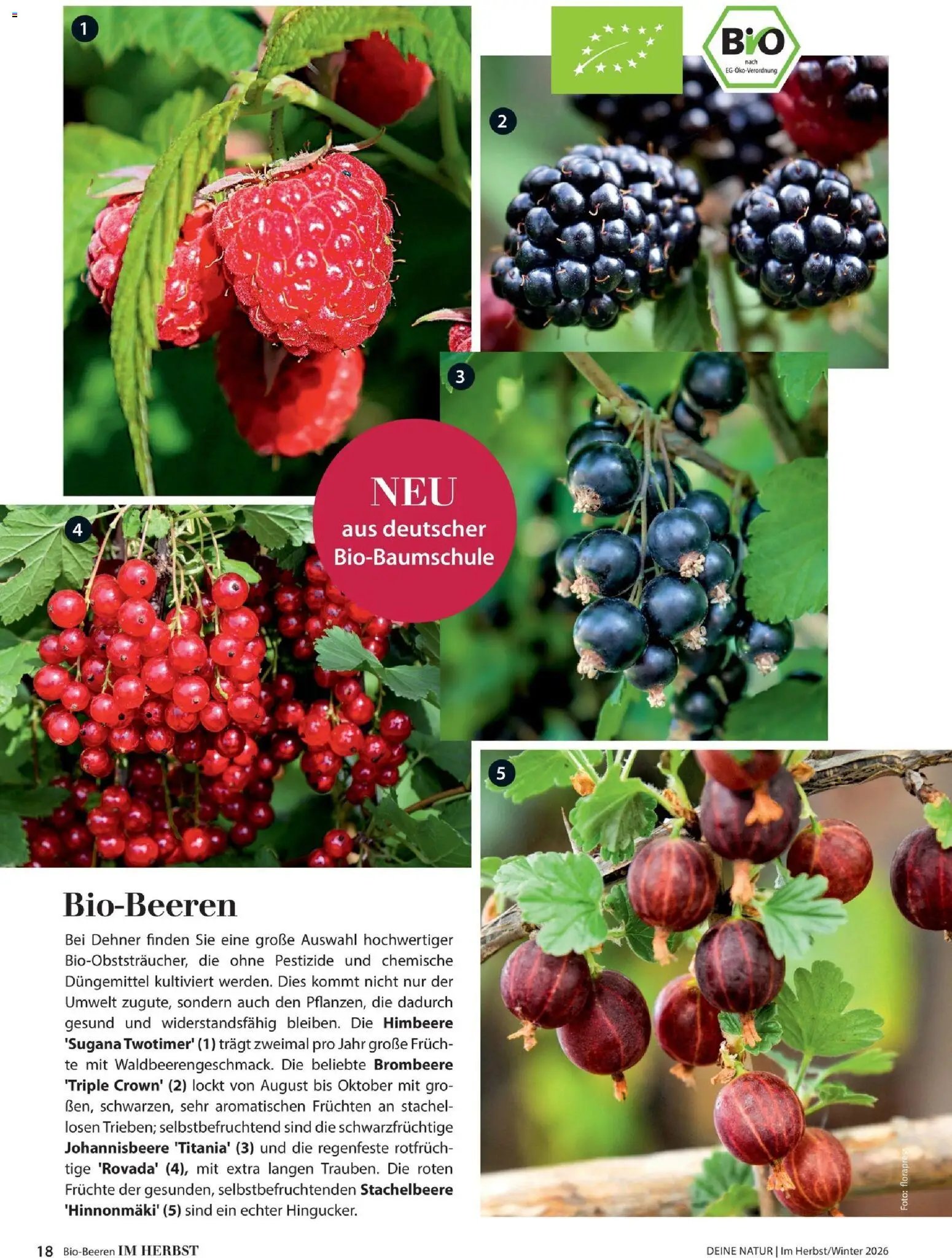 Dehner Magazine HERBST/WINTER 2026