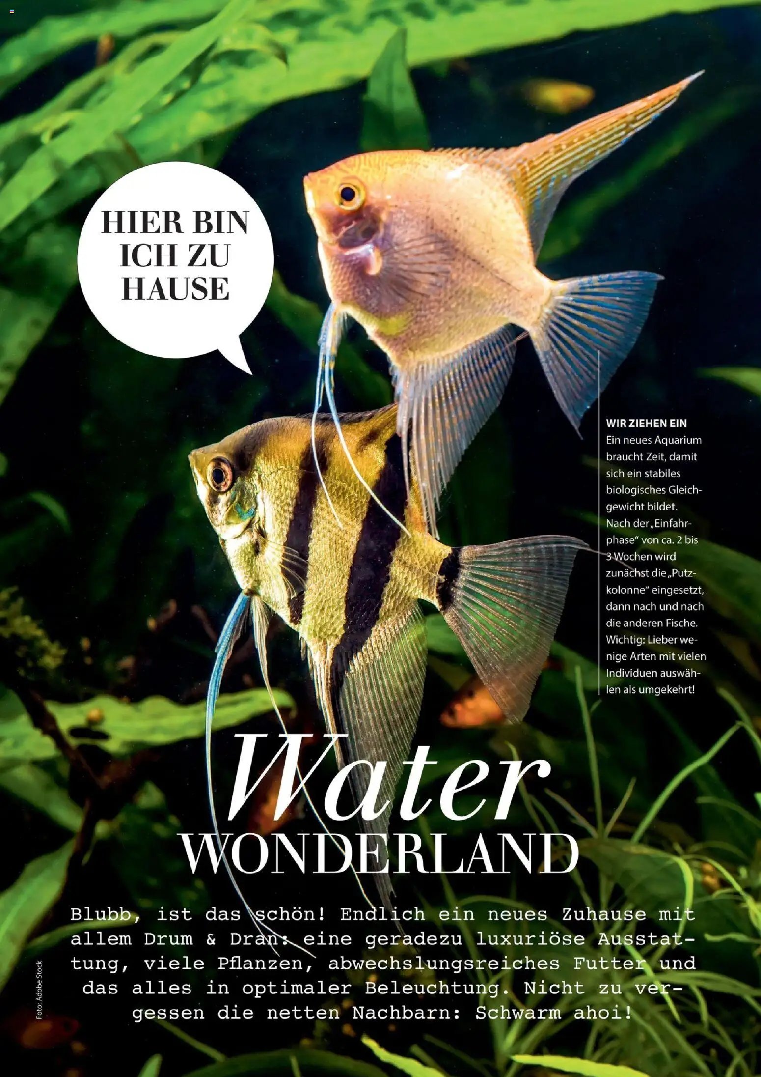 Dehner Magazine HERBST/WINTER 2026