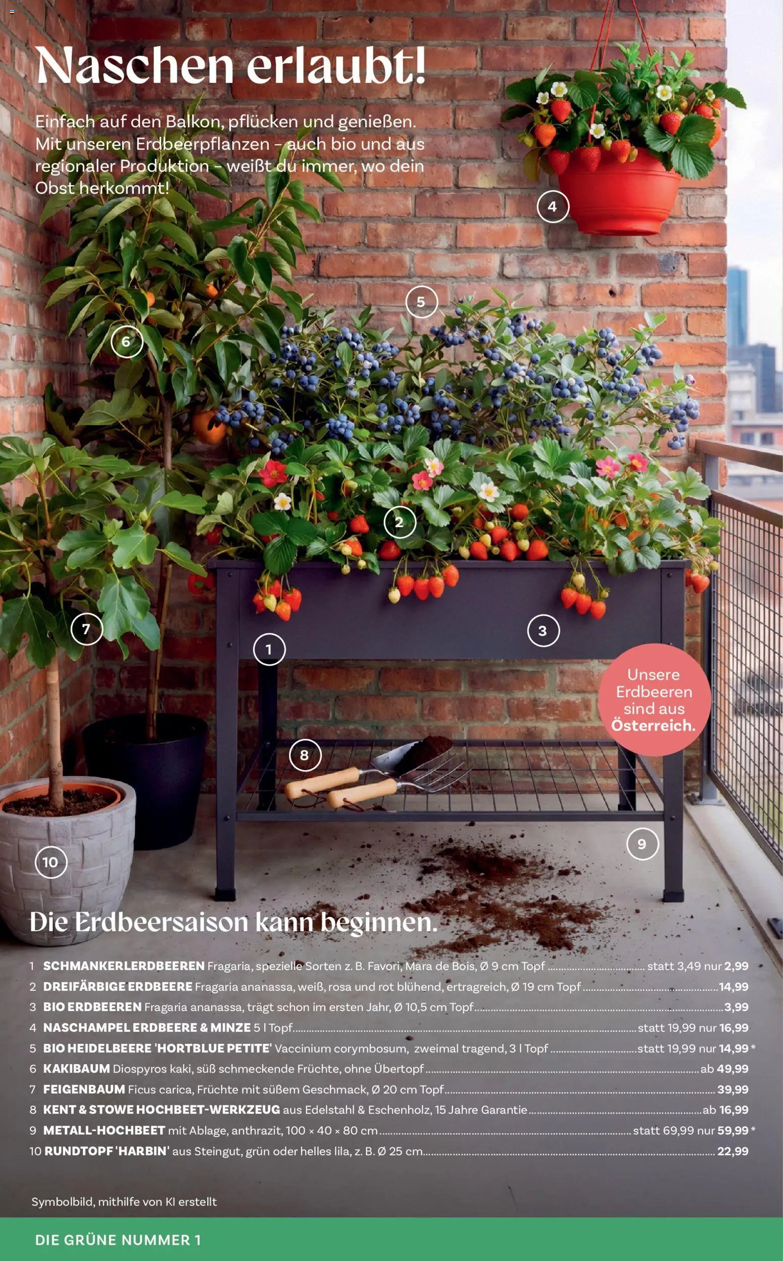 bellaflora Flugblatt