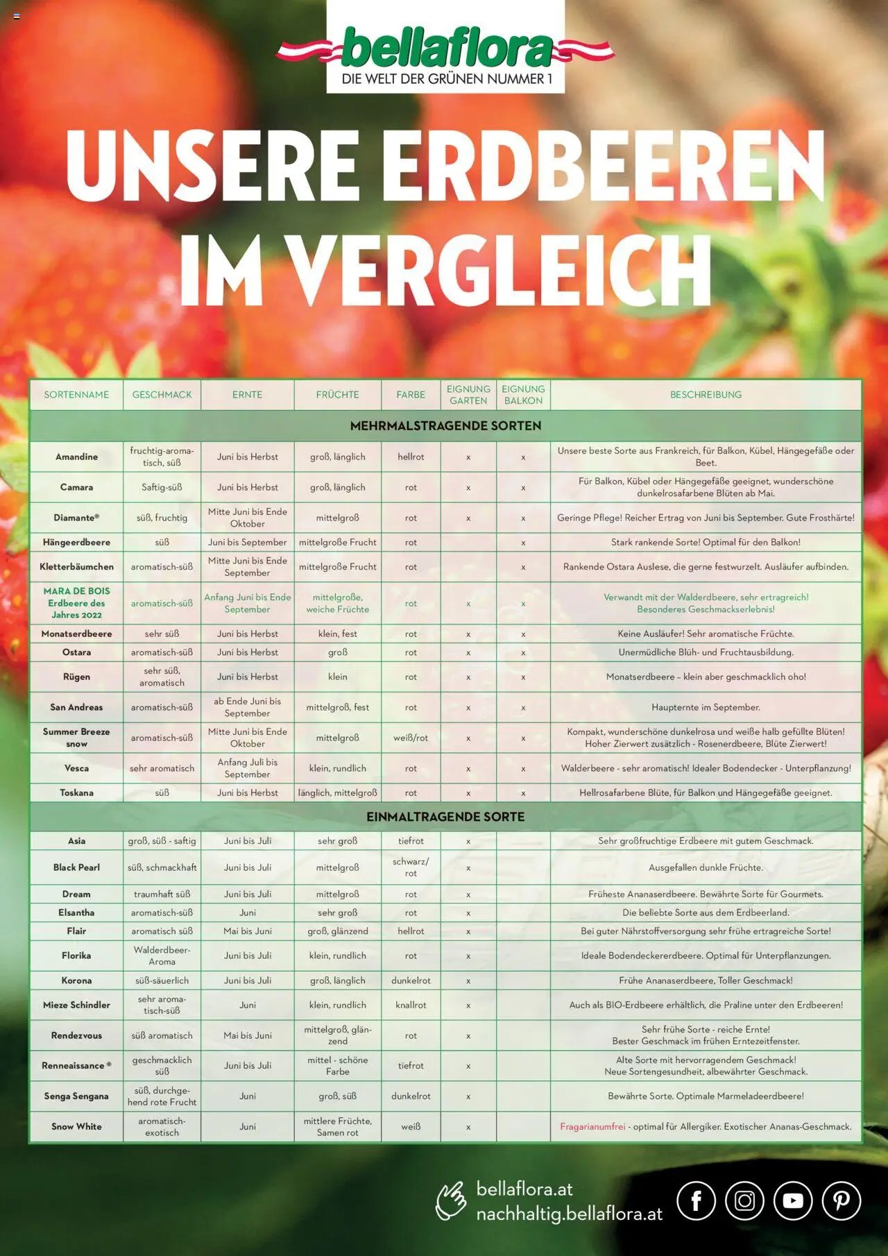 bellaflora - Sorten Erdbeeren