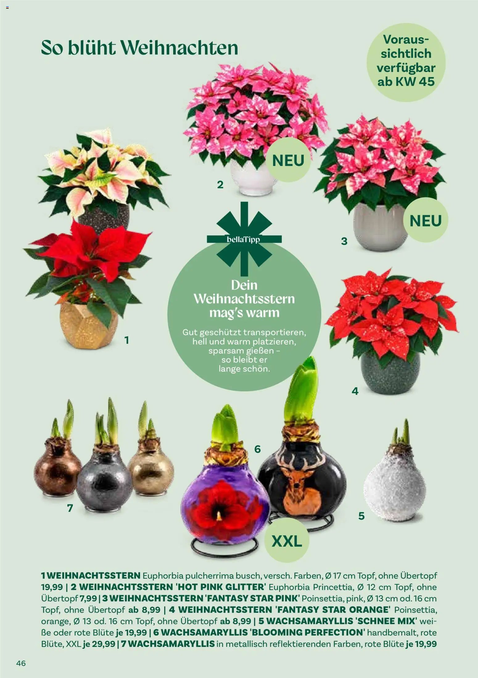 bellaflora Christmas