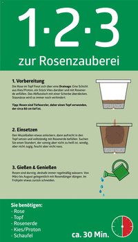 bellaflora - 1-2-3 zur Rosenzauberei