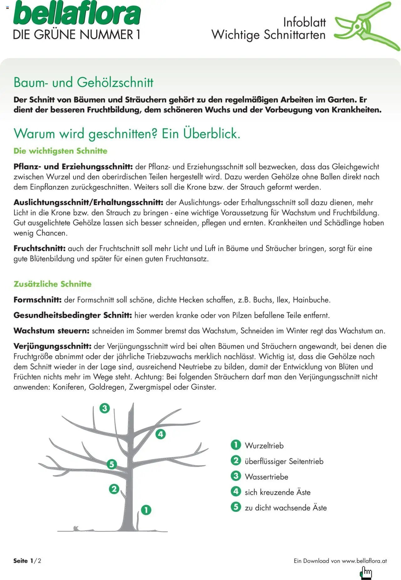 bellaflora - Wichtige Schnittarten