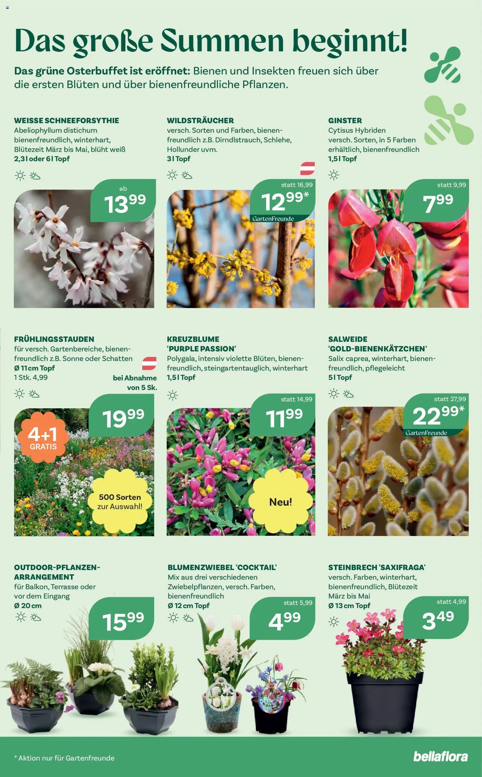 bellaflora Flugblatt