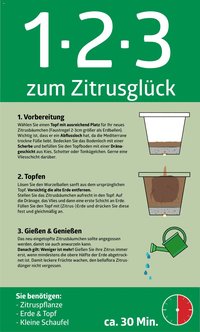 bellaflora - 1-2-3 zum Zitrusglück