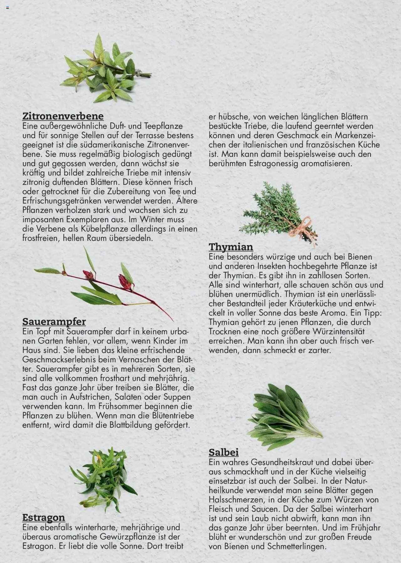 bellaflora - Urban Gardening