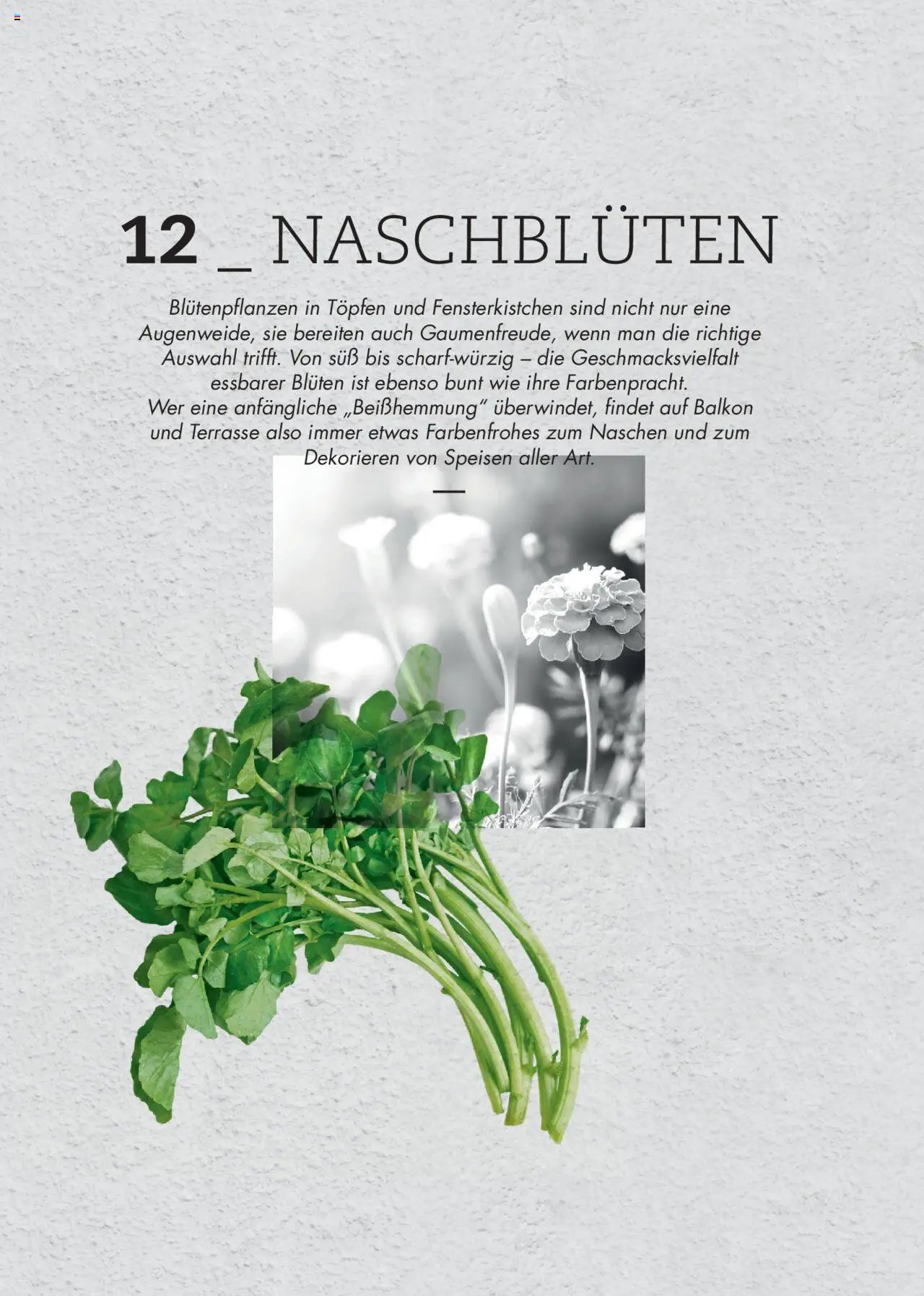 bellaflora - Urban Gardening