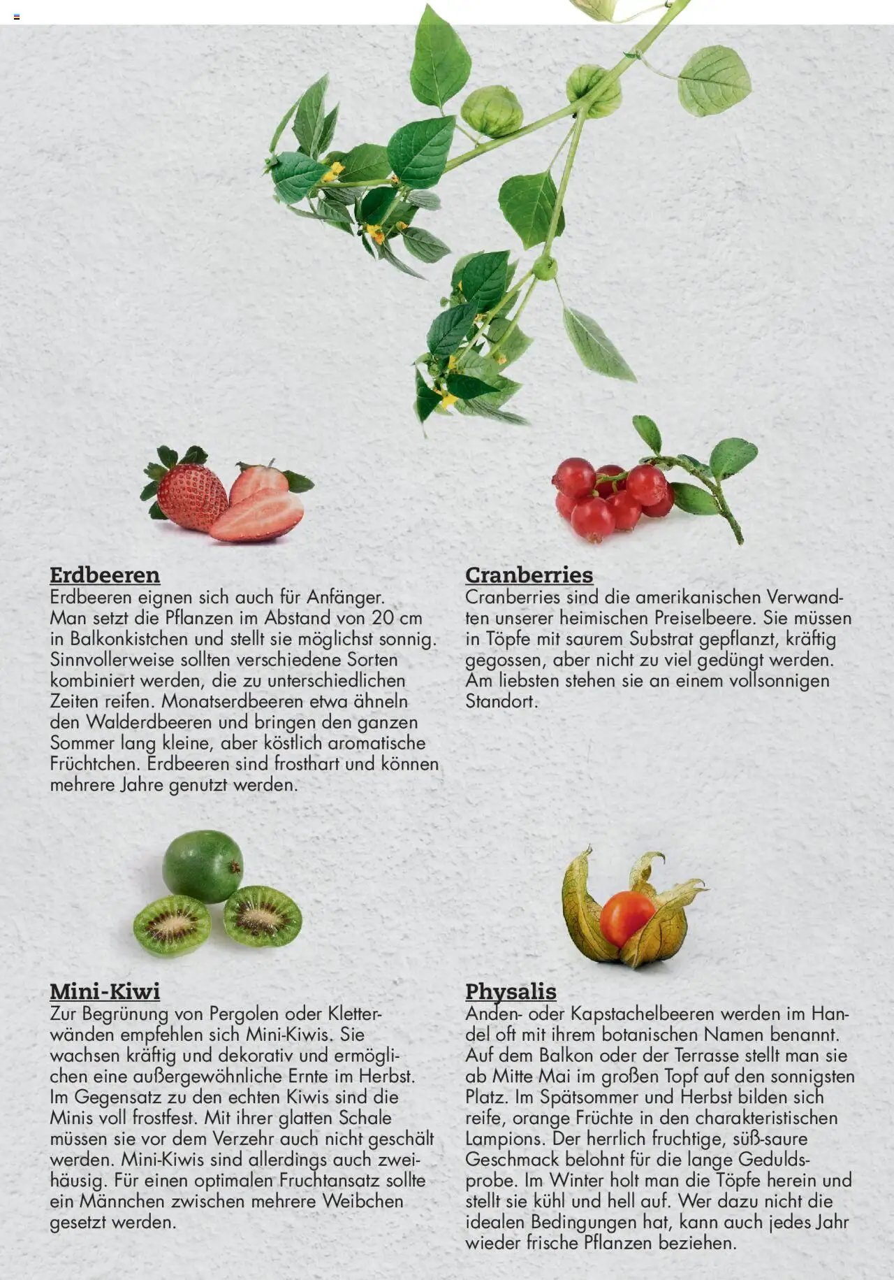 bellaflora - Urban Gardening