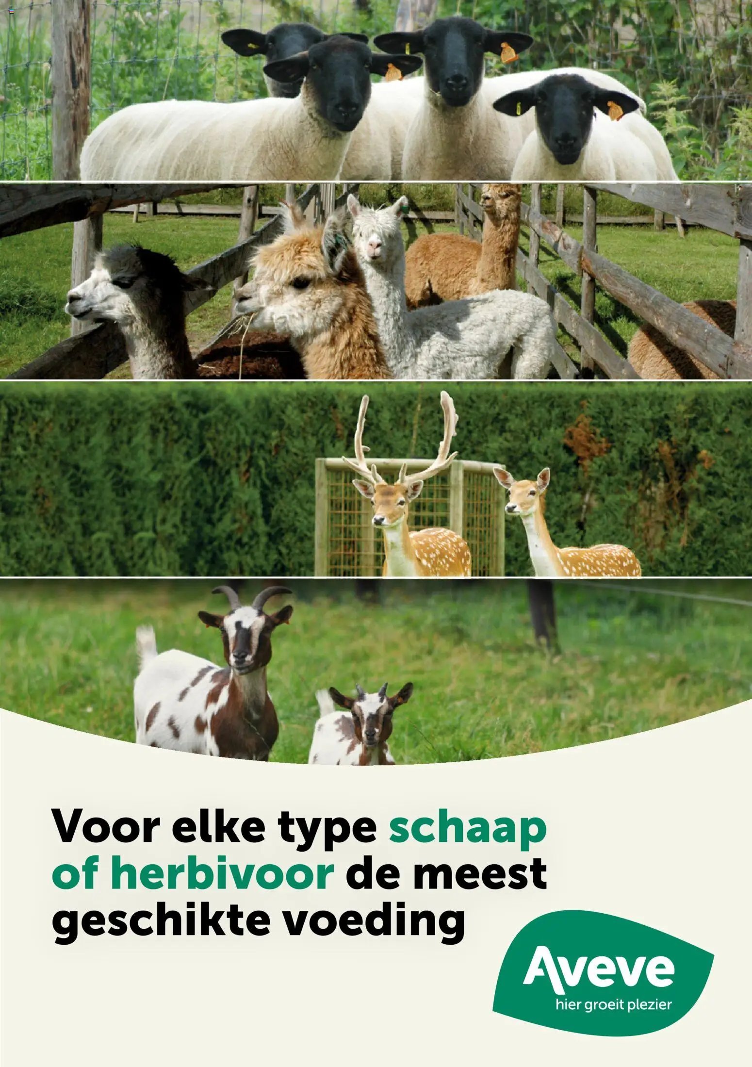Aveve Gids kleine herkauwers