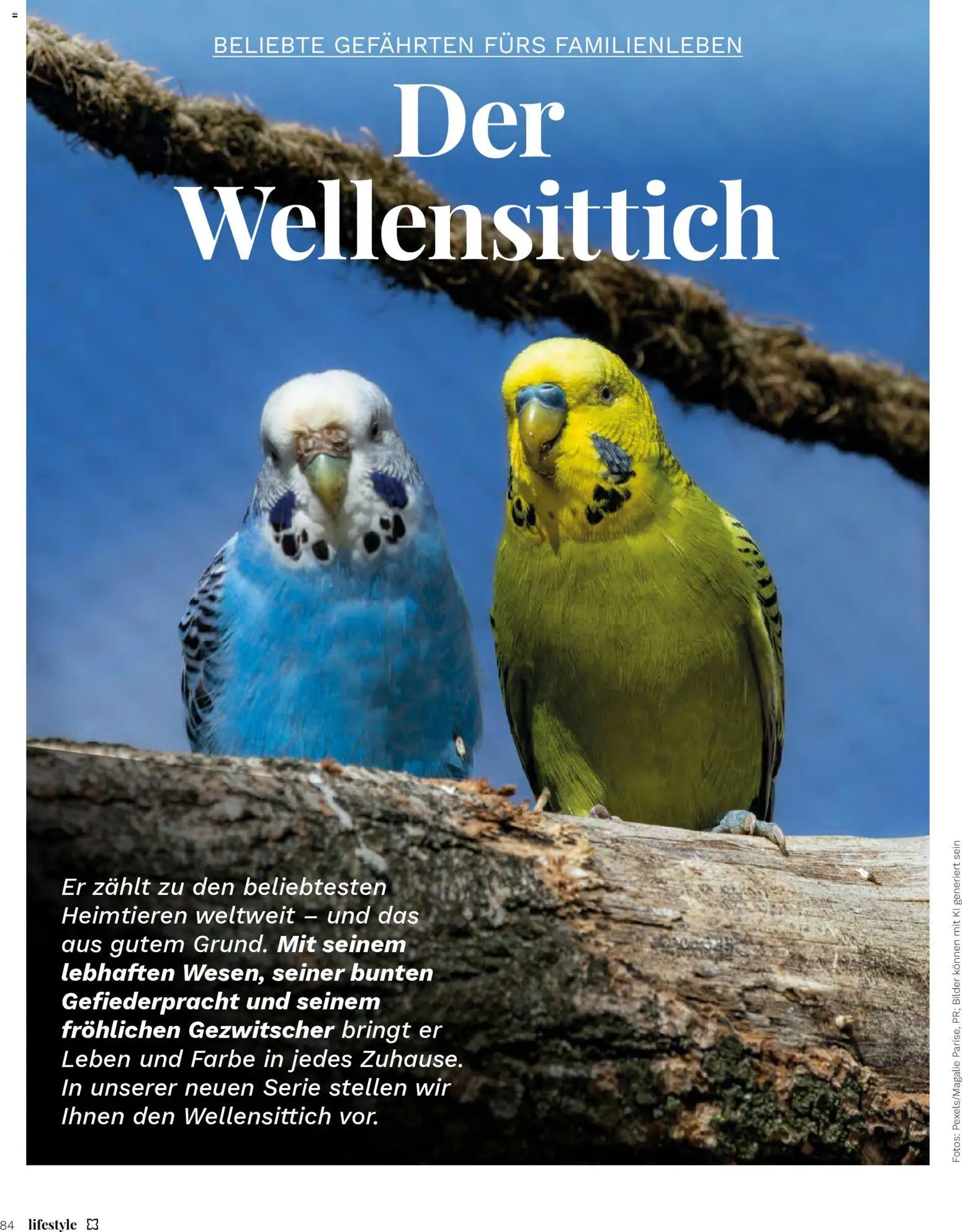 Müller Magazin (2026-01-15 - 2026-02-28) | 84