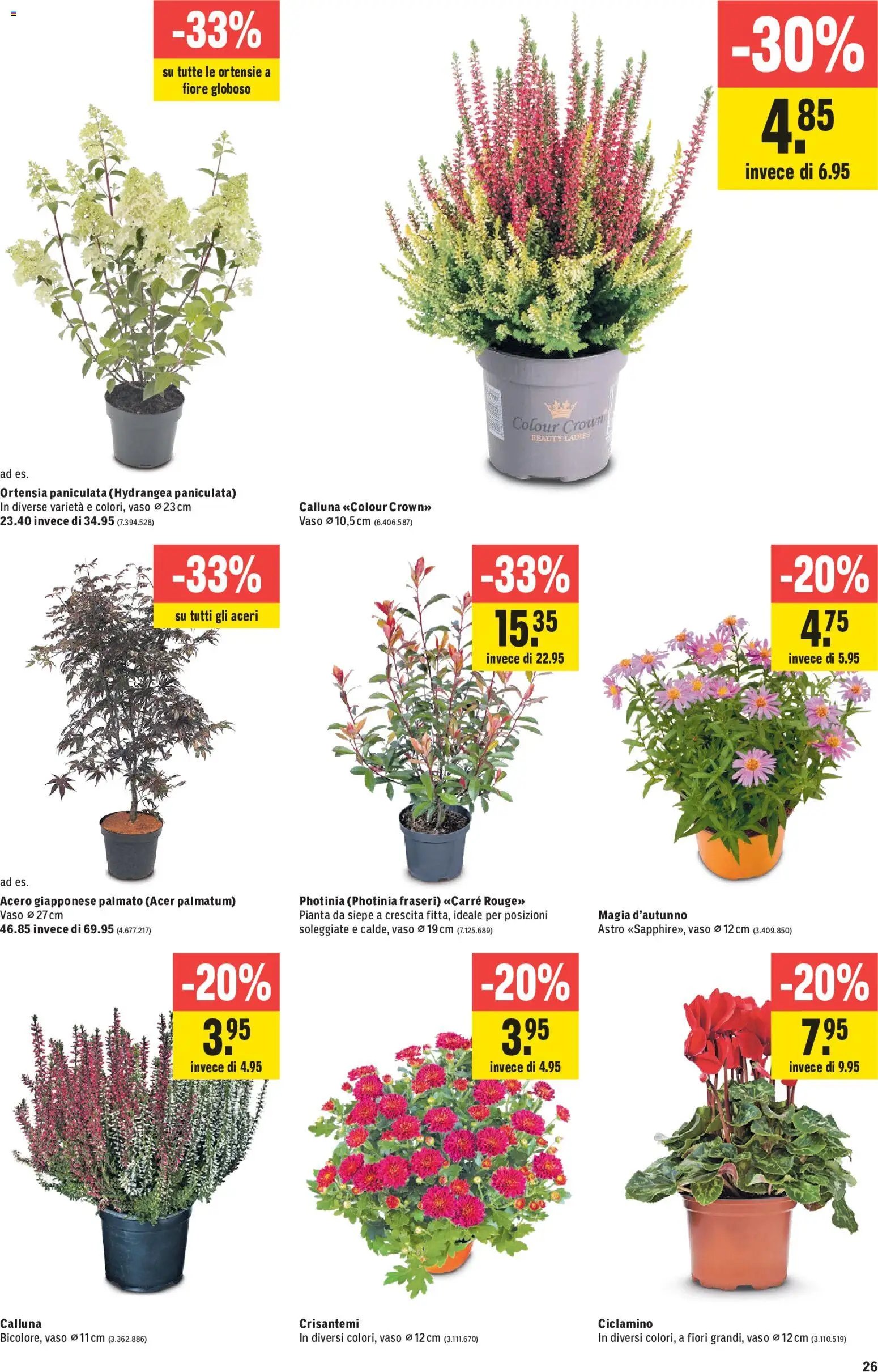 Jumbo aktionen IT