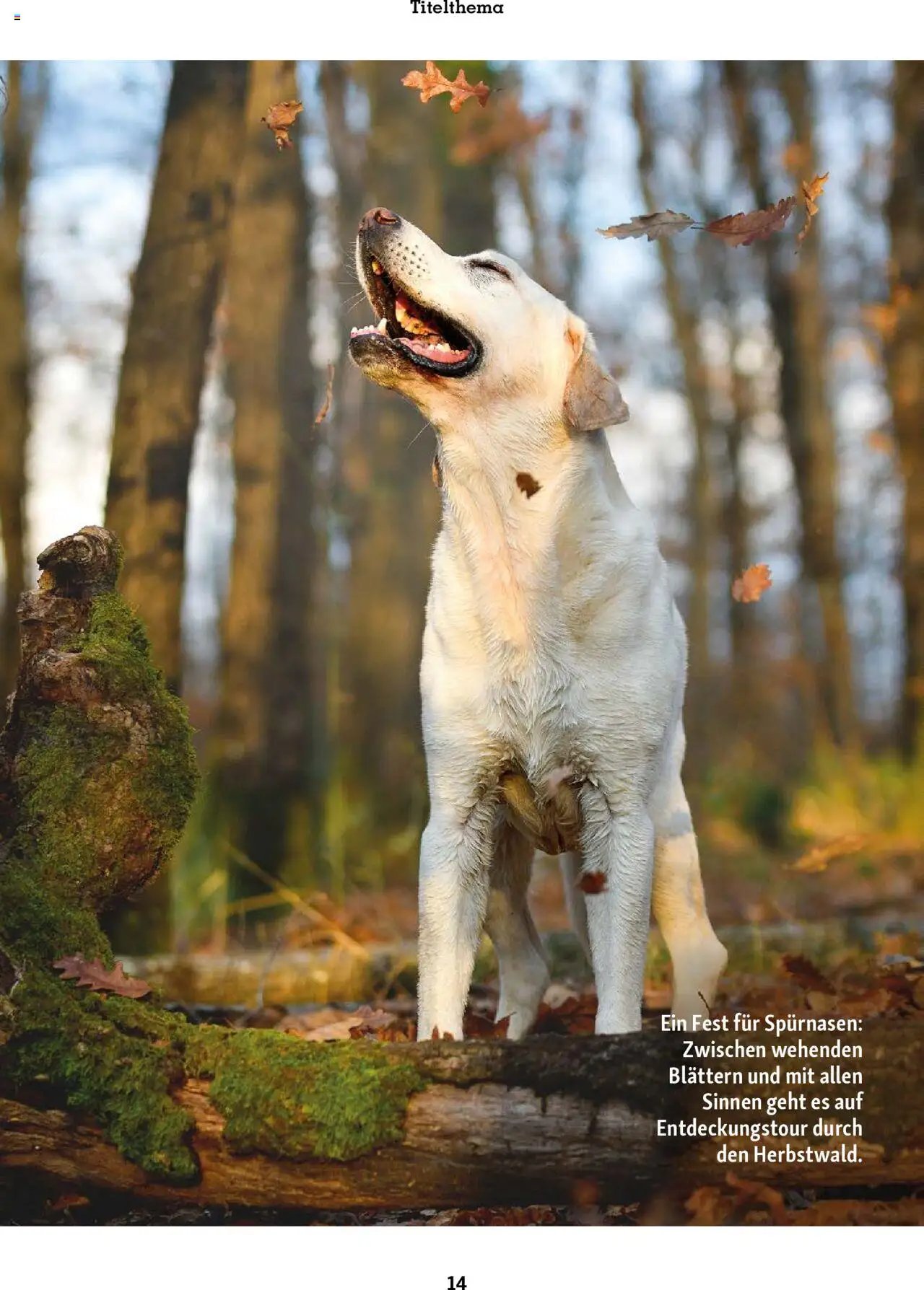 Fressnapf Magazin (2025-09-01 - 2025-10-31)