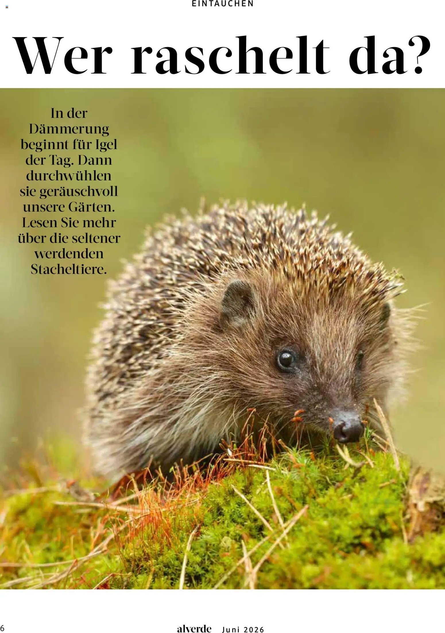 dm drogerie Prospekt