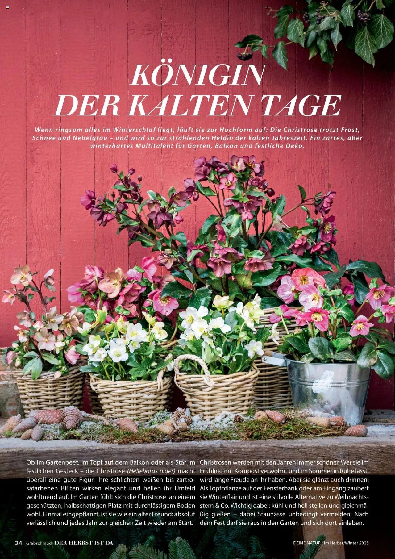 Dehner Prospekt Deine Natur (2025-10-09 - 2025-12-31)