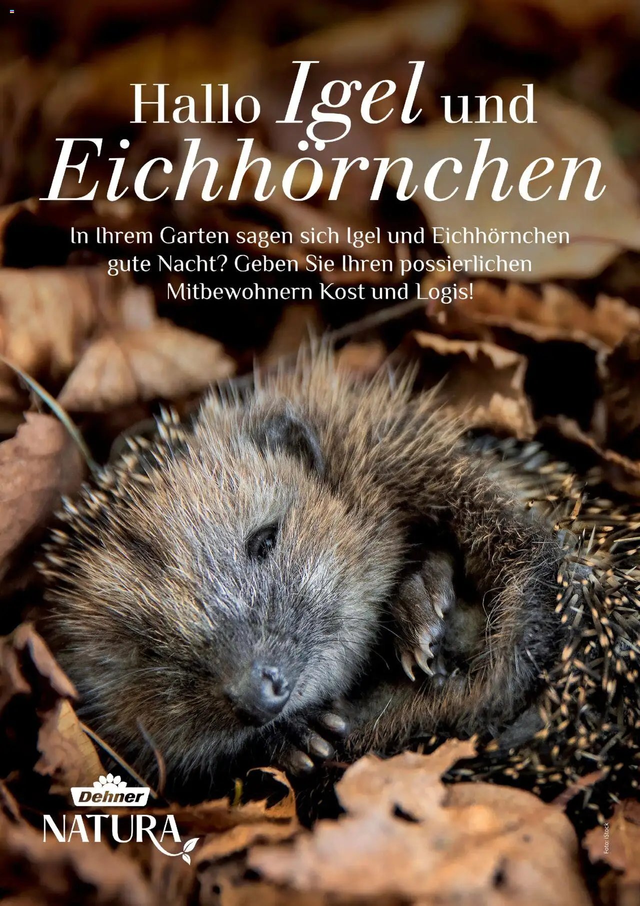 Dehner Prospekt Deine Natur (2025-10-09 - 2025-12-31)