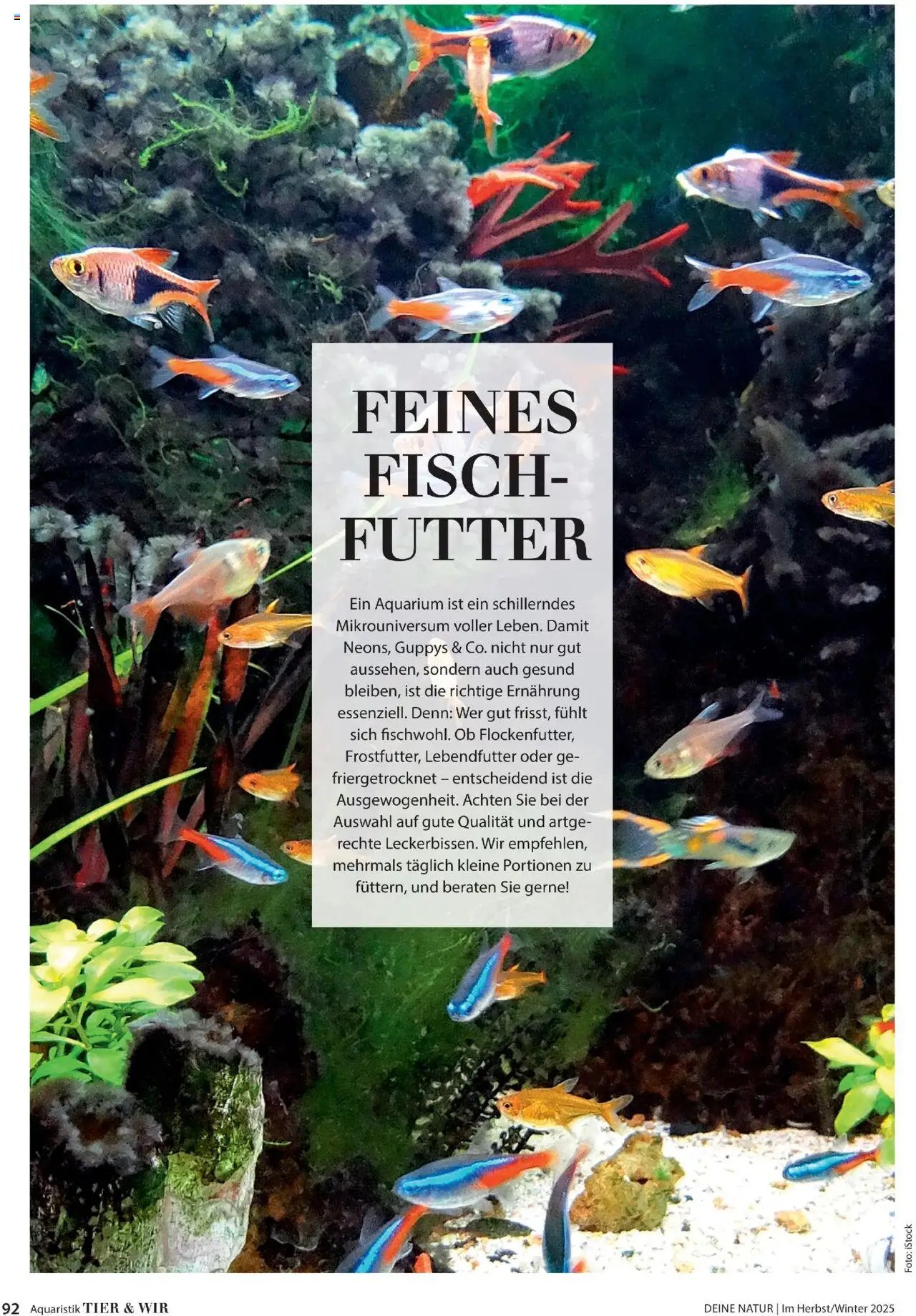 Dehner Prospekt Deine Natur (2025-10-09 - 2025-12-31)