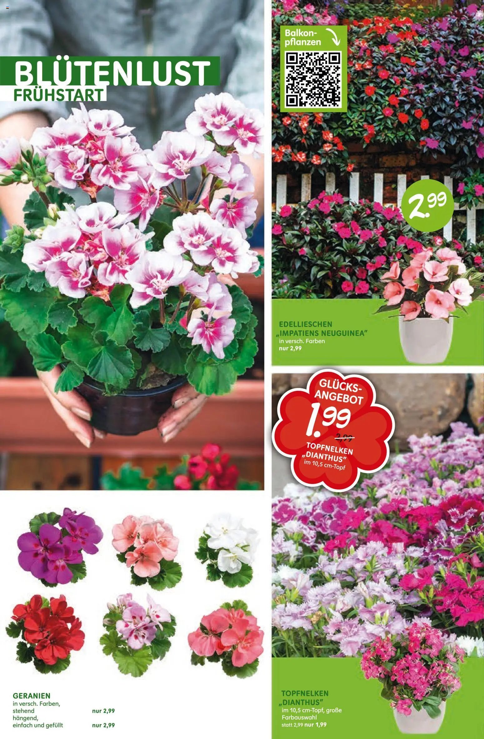 Blumen Risse Prospekt