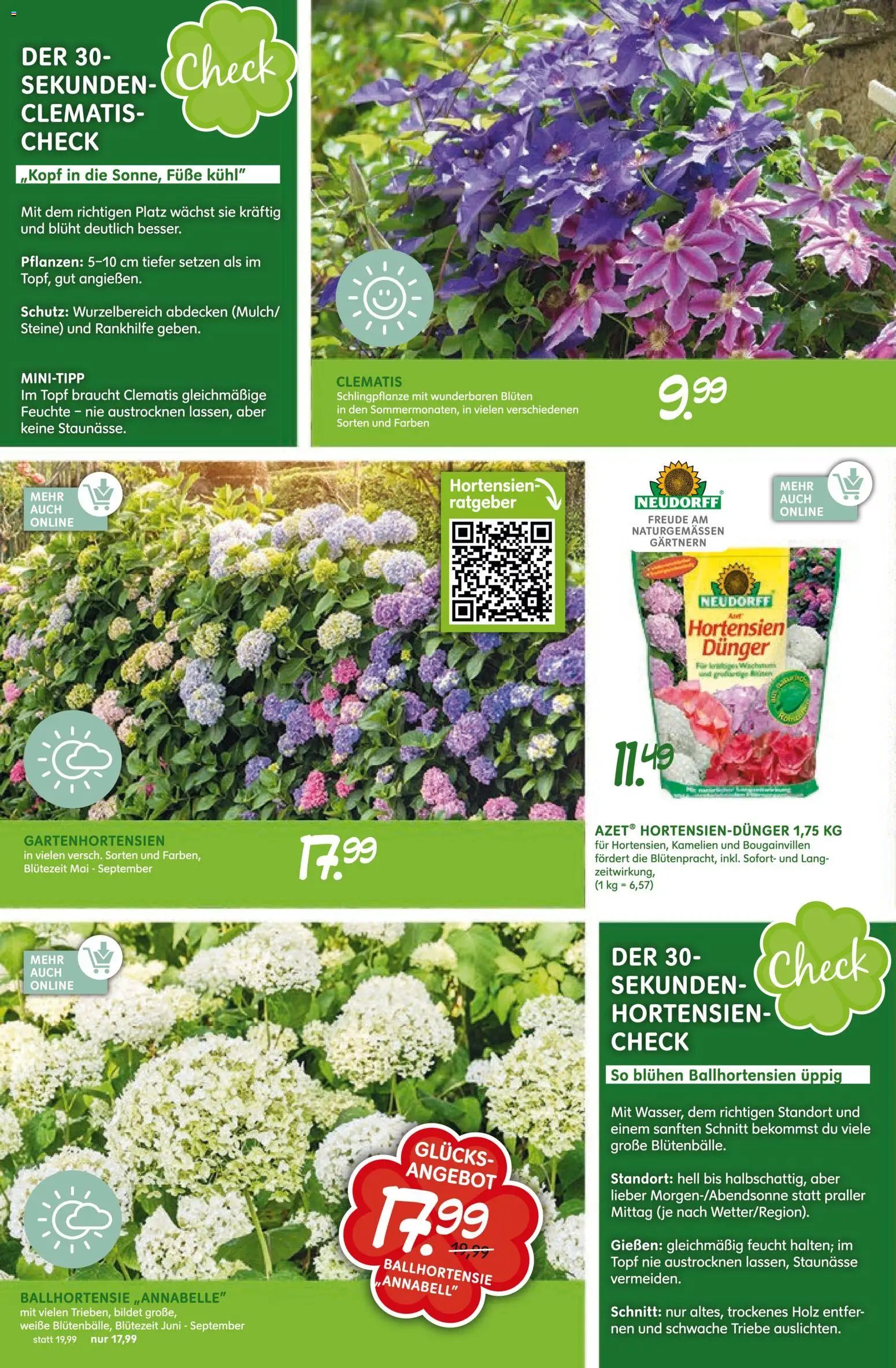 Blumen Risse Prospekt