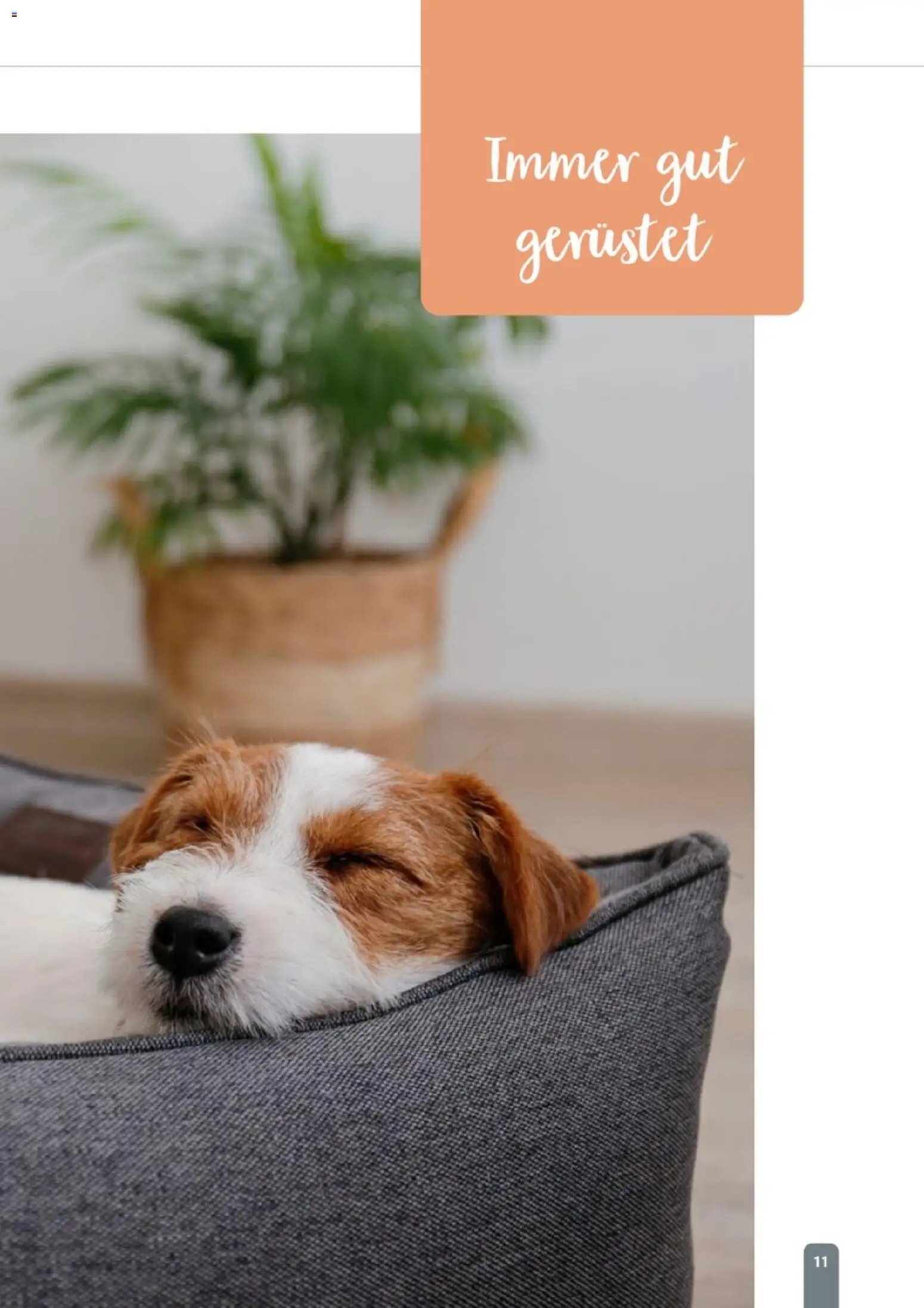 zookauf Themenkatalog Hund
