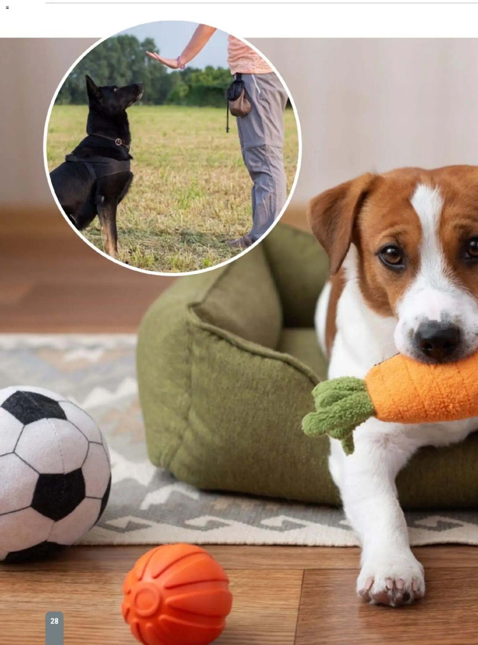 zookauf Themenkatalog Hund