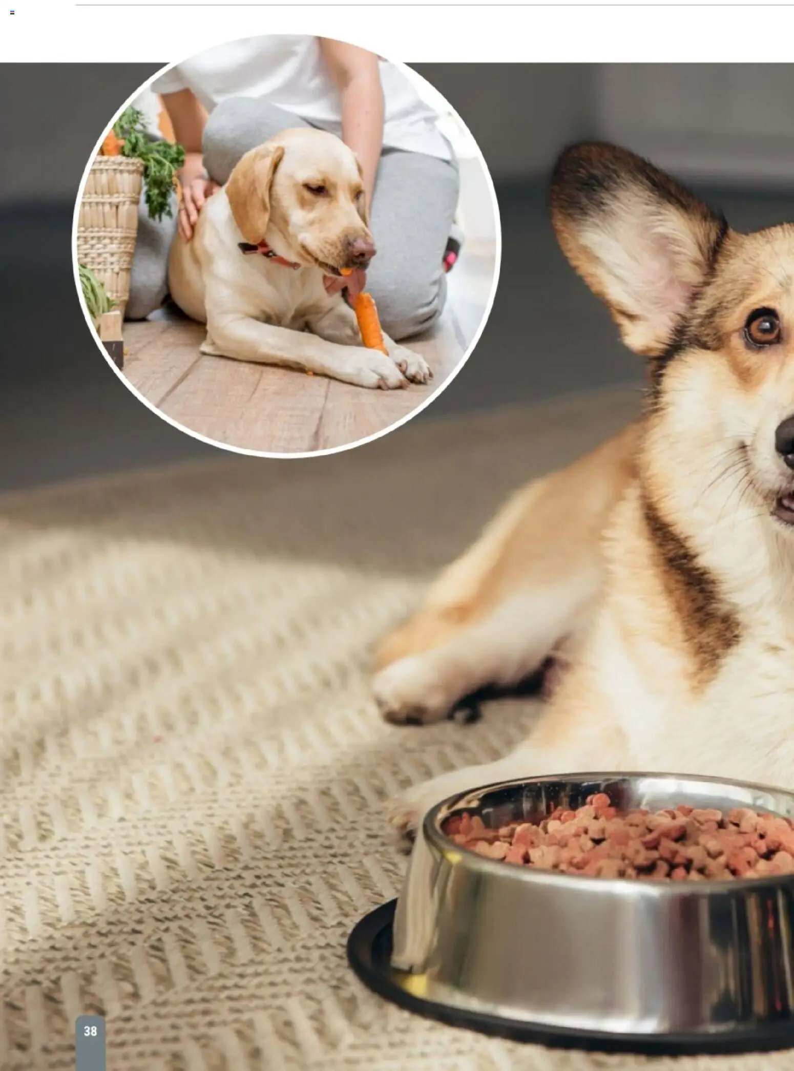 zookauf Themenkatalog Hund