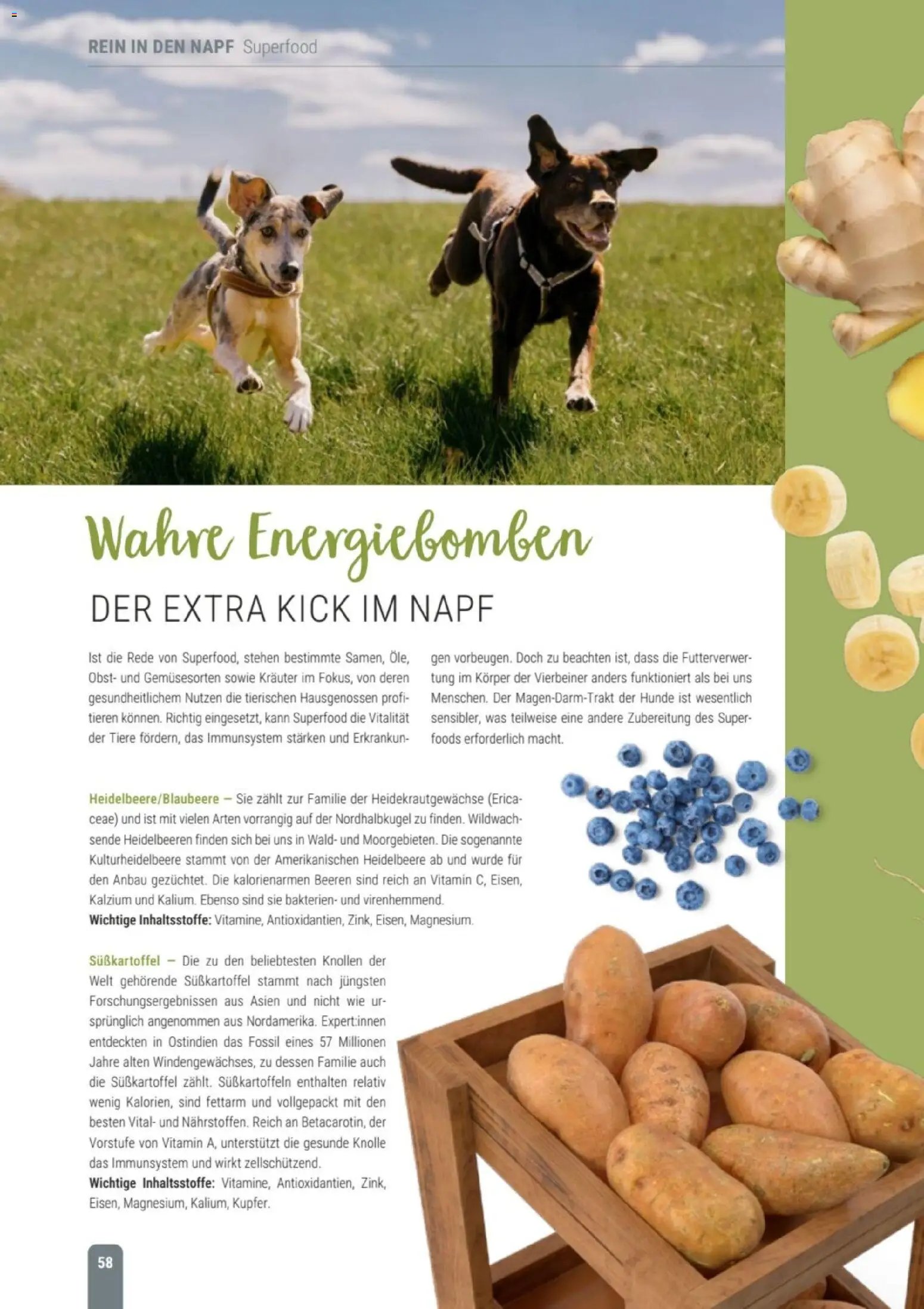 zookauf Themenkatalog Hund