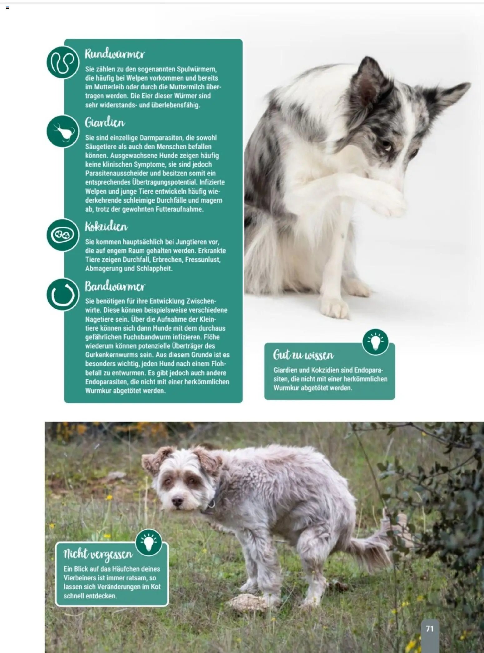zookauf Themenkatalog Hund