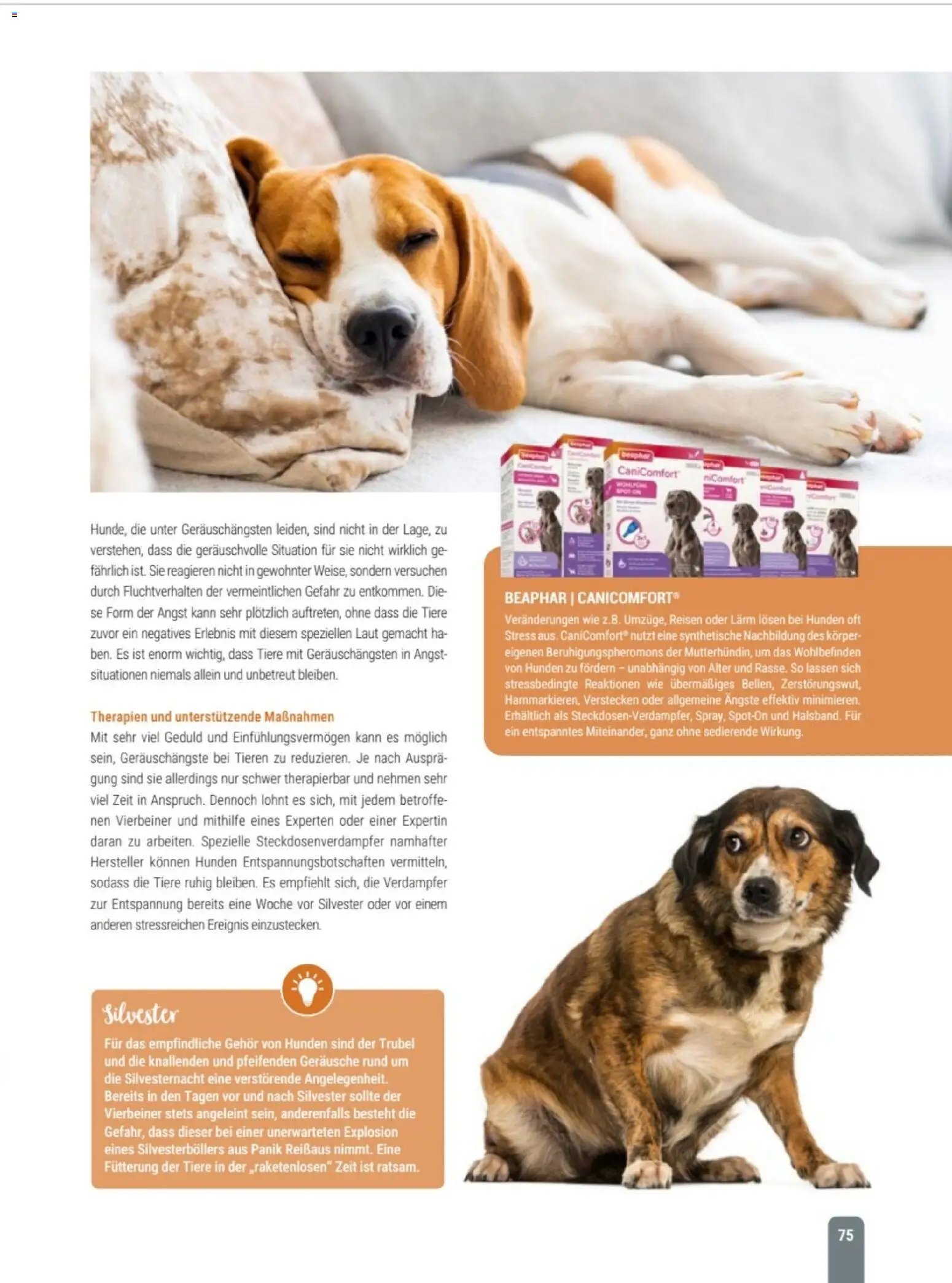 zookauf Themenkatalog Hund