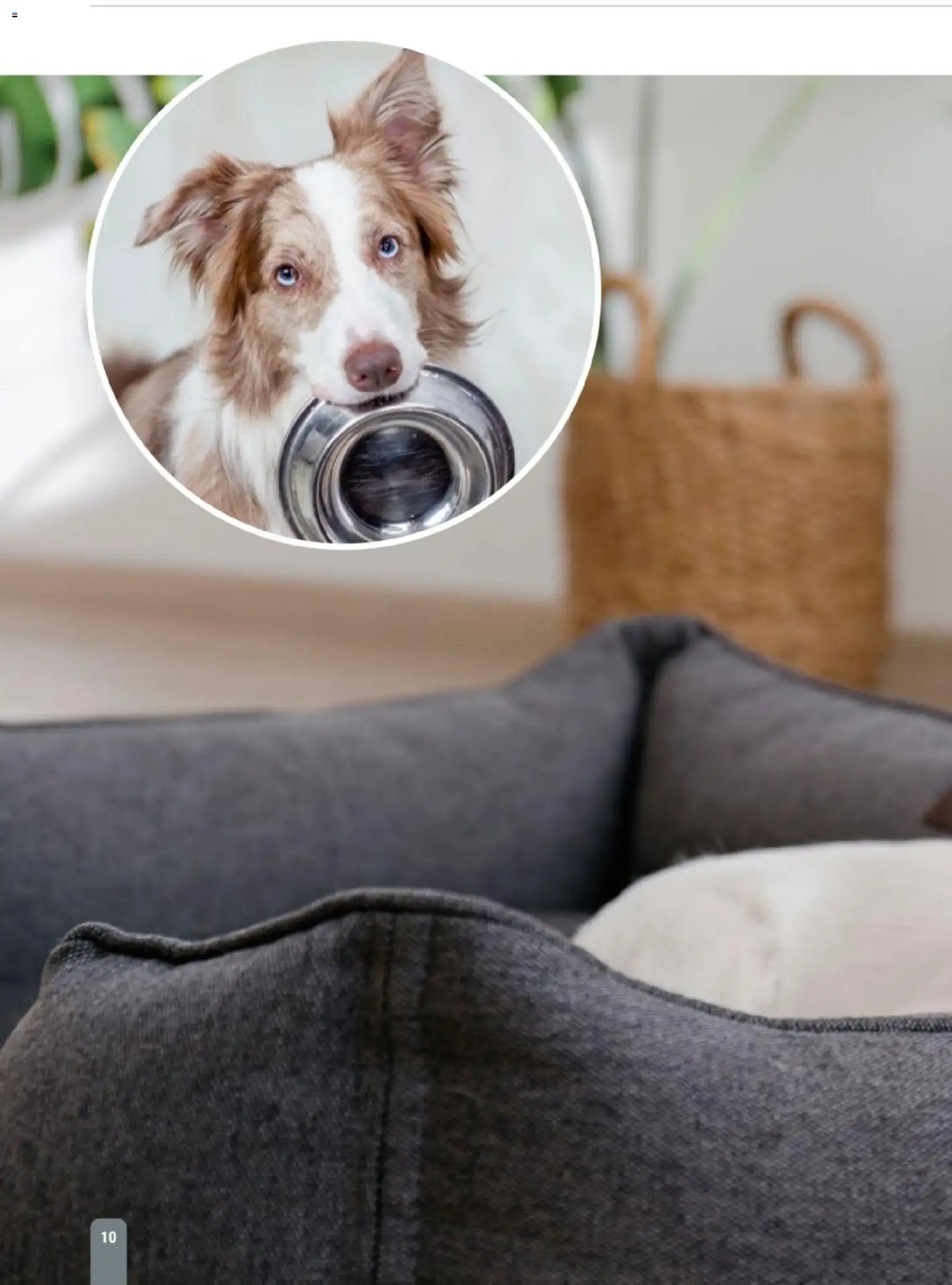 zookauf Themenkatalog Hund