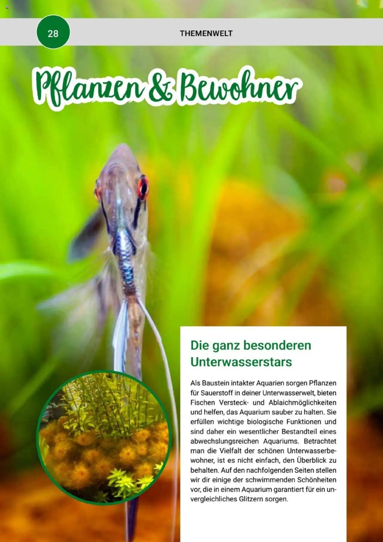 zookauf Themenkatalog Aquaristik