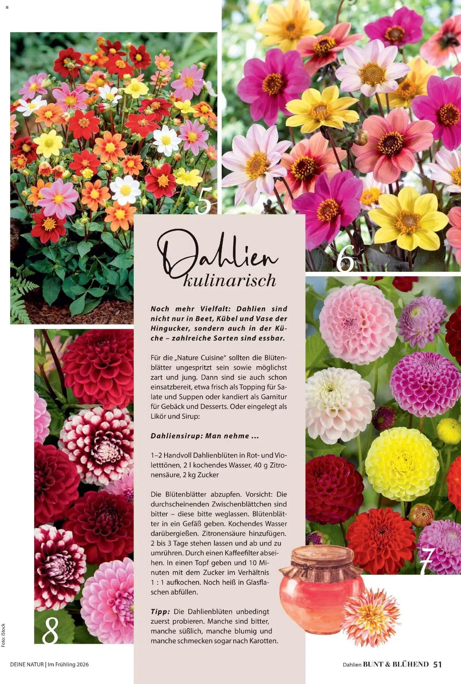 Dehner Prospekt 	 (2026-03-04 - 2026-05-31)