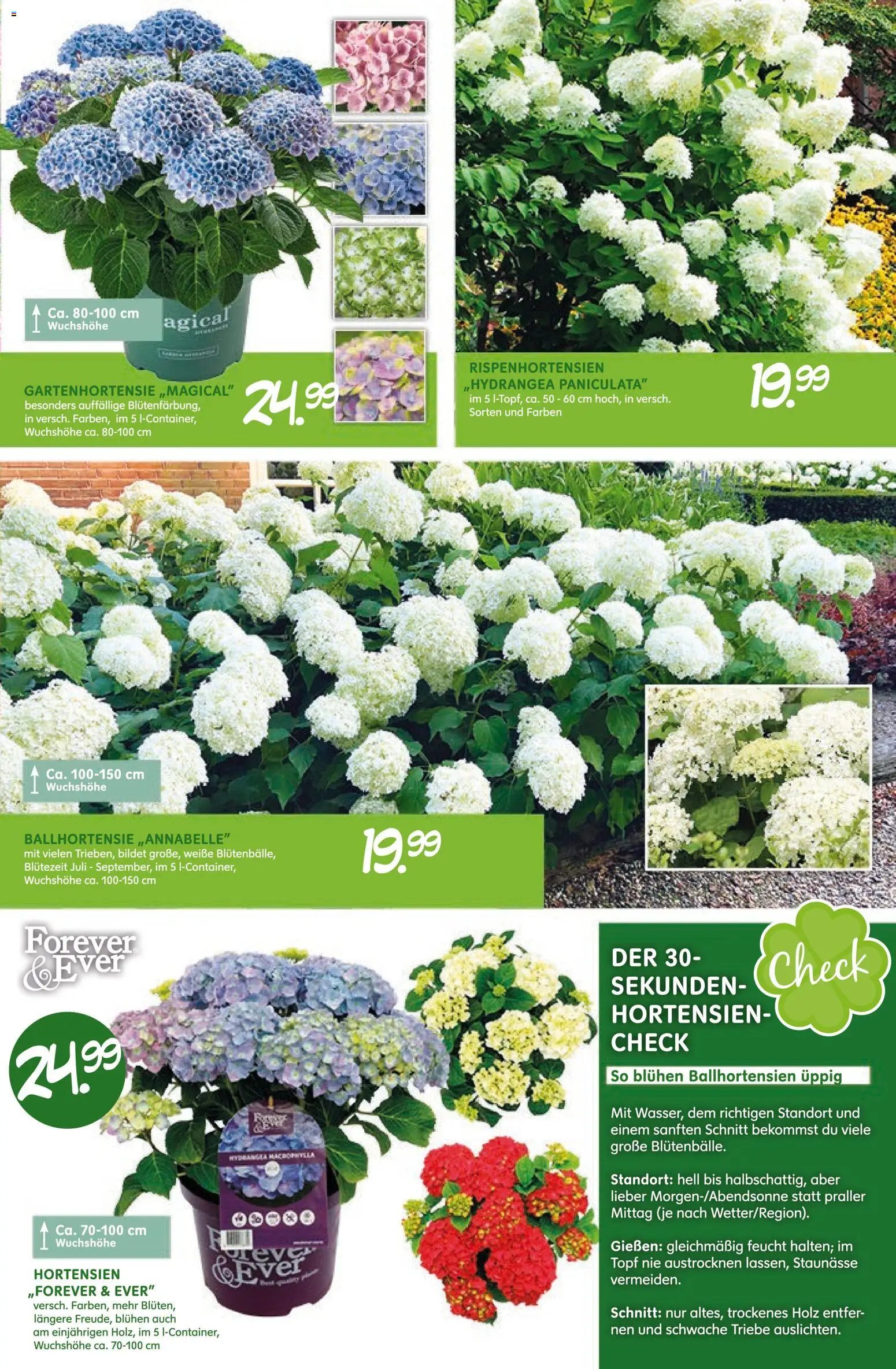 Blumen Risse Blütenglück