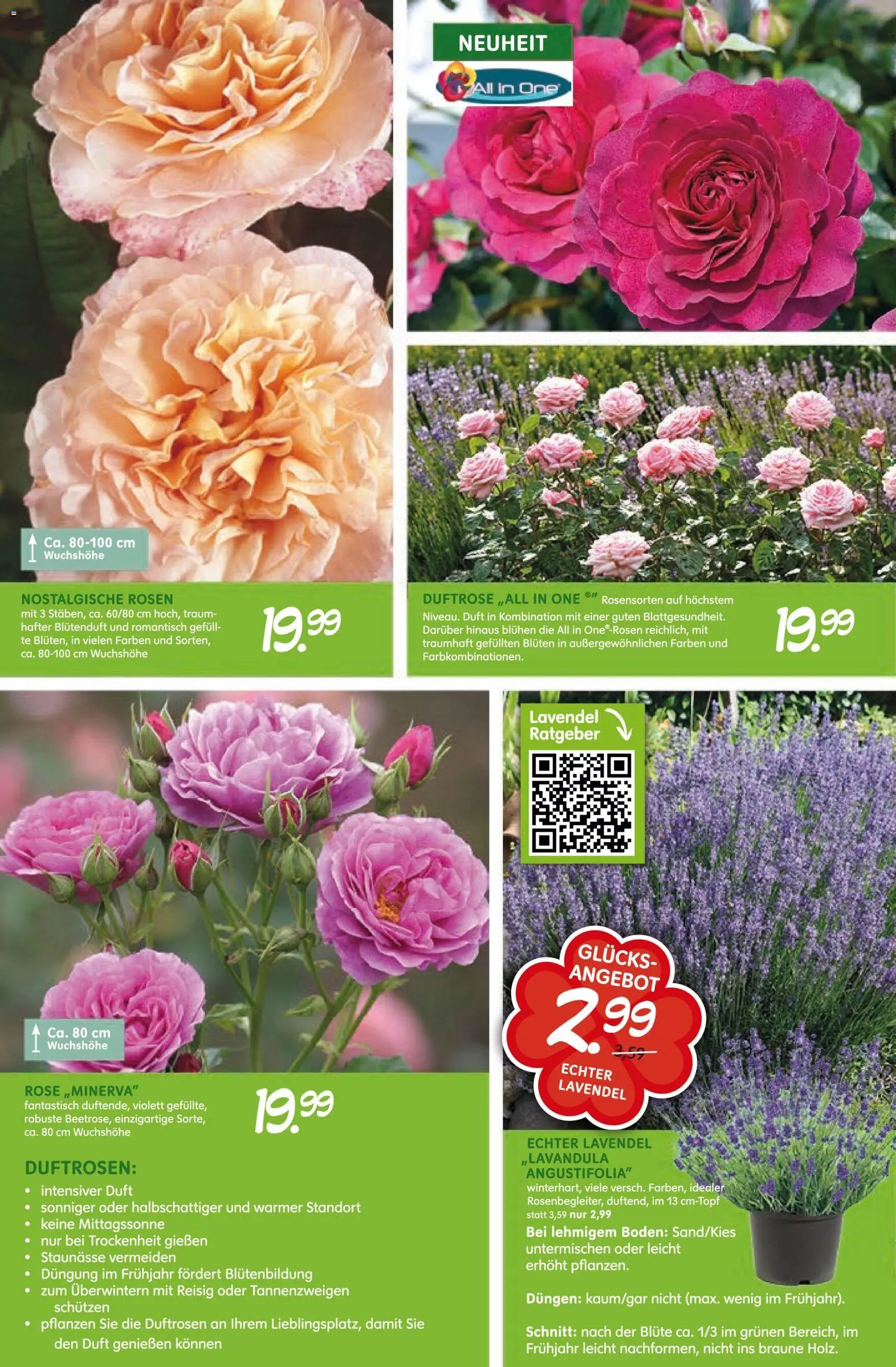 Blumen Risse Blütenglück