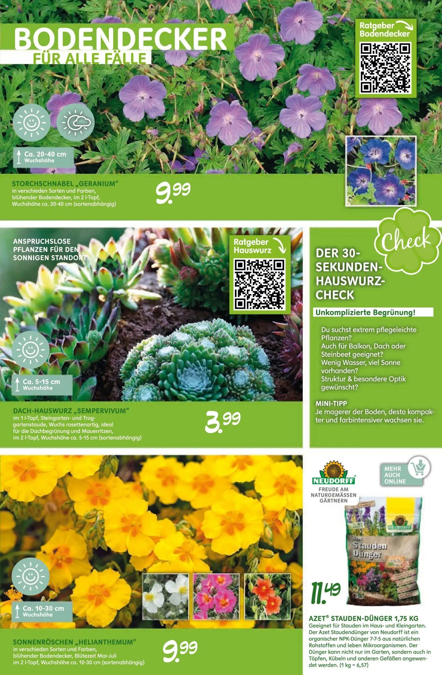 Blumen Risse Blütenglück