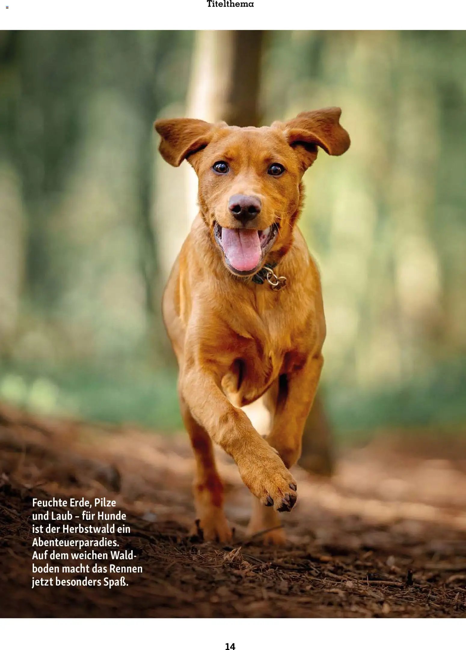 Fressnapf Friends Magazin