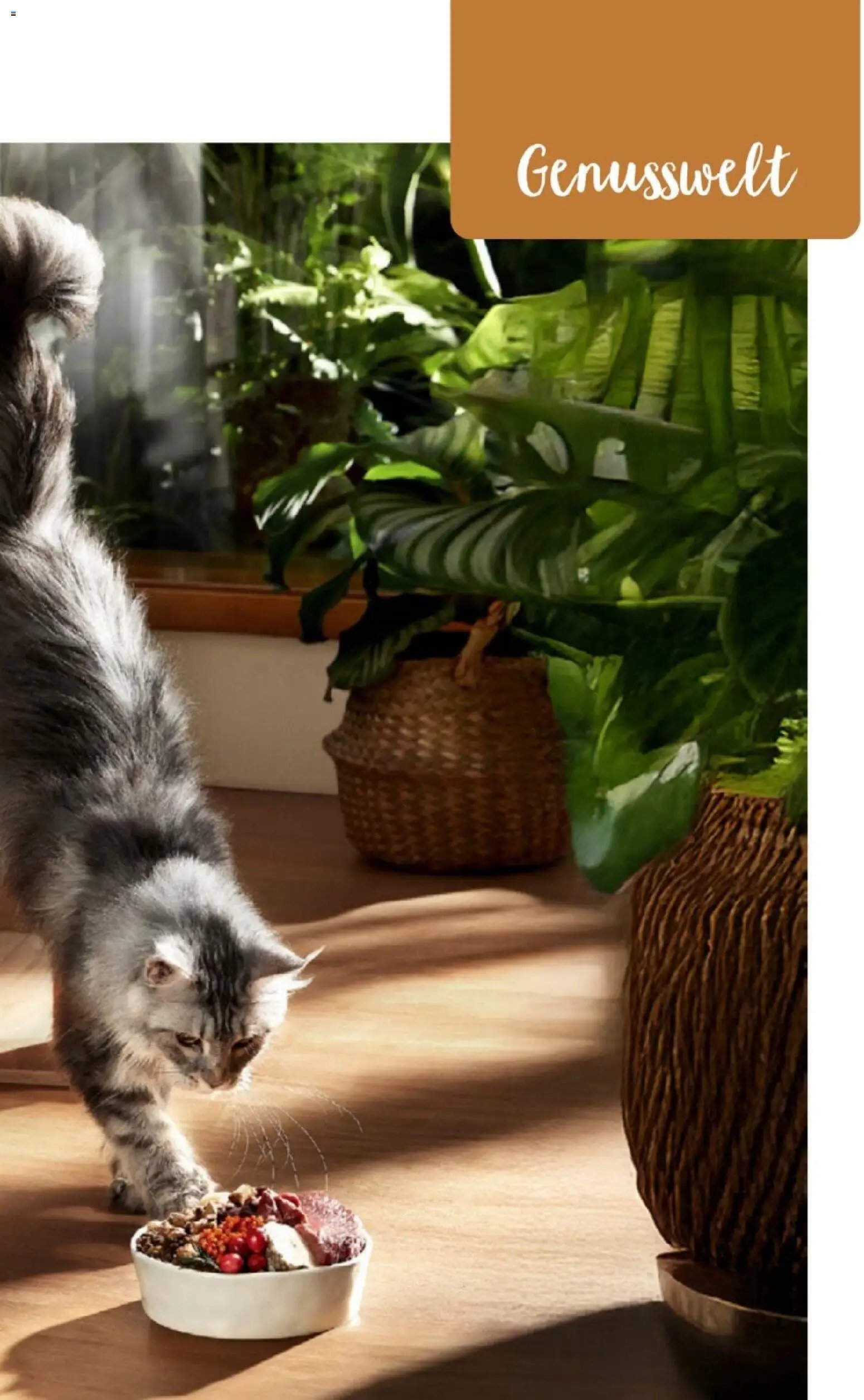 zookauf Themenkatalog Katze