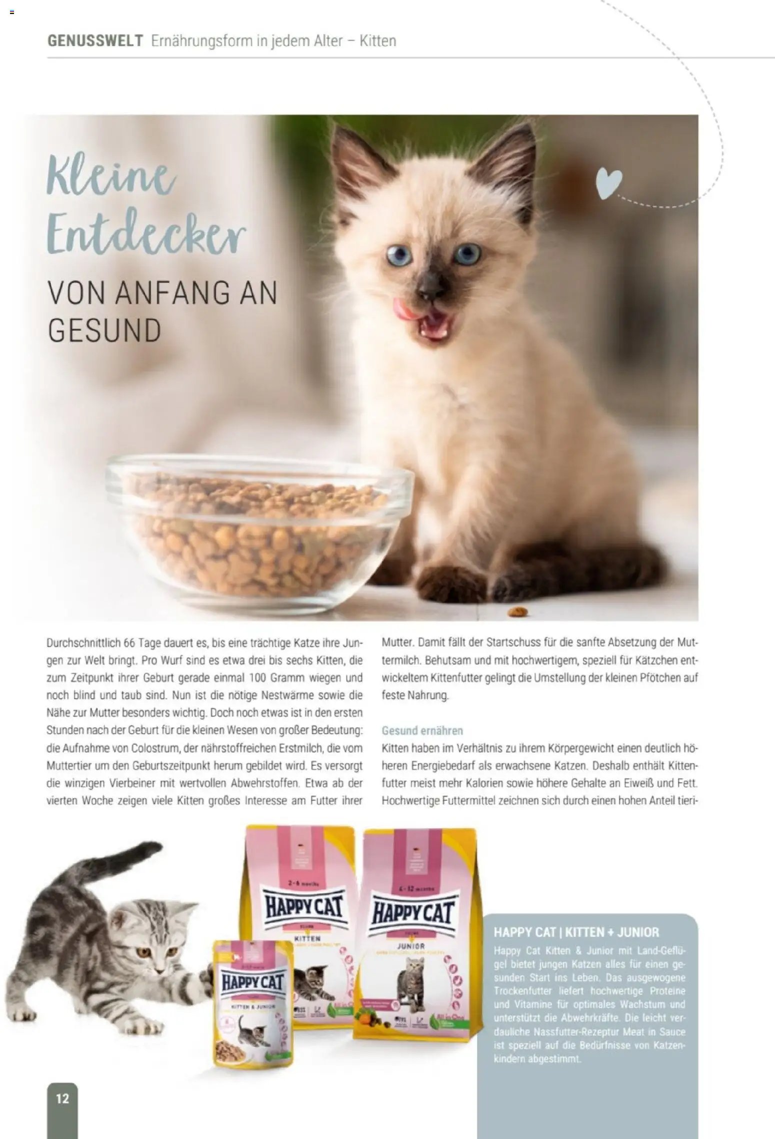 zookauf Themenkatalog Katze