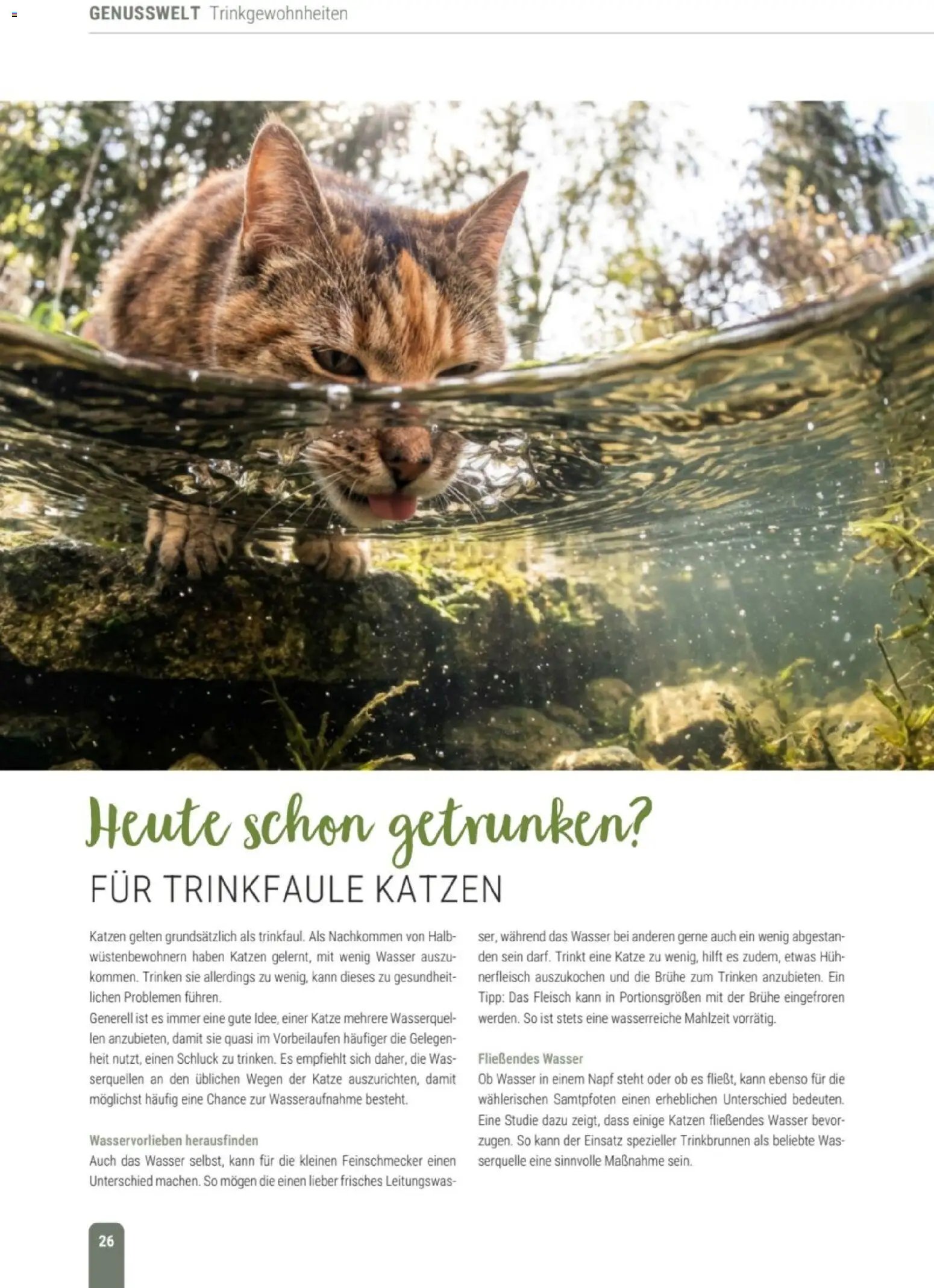 zookauf Themenkatalog Katze