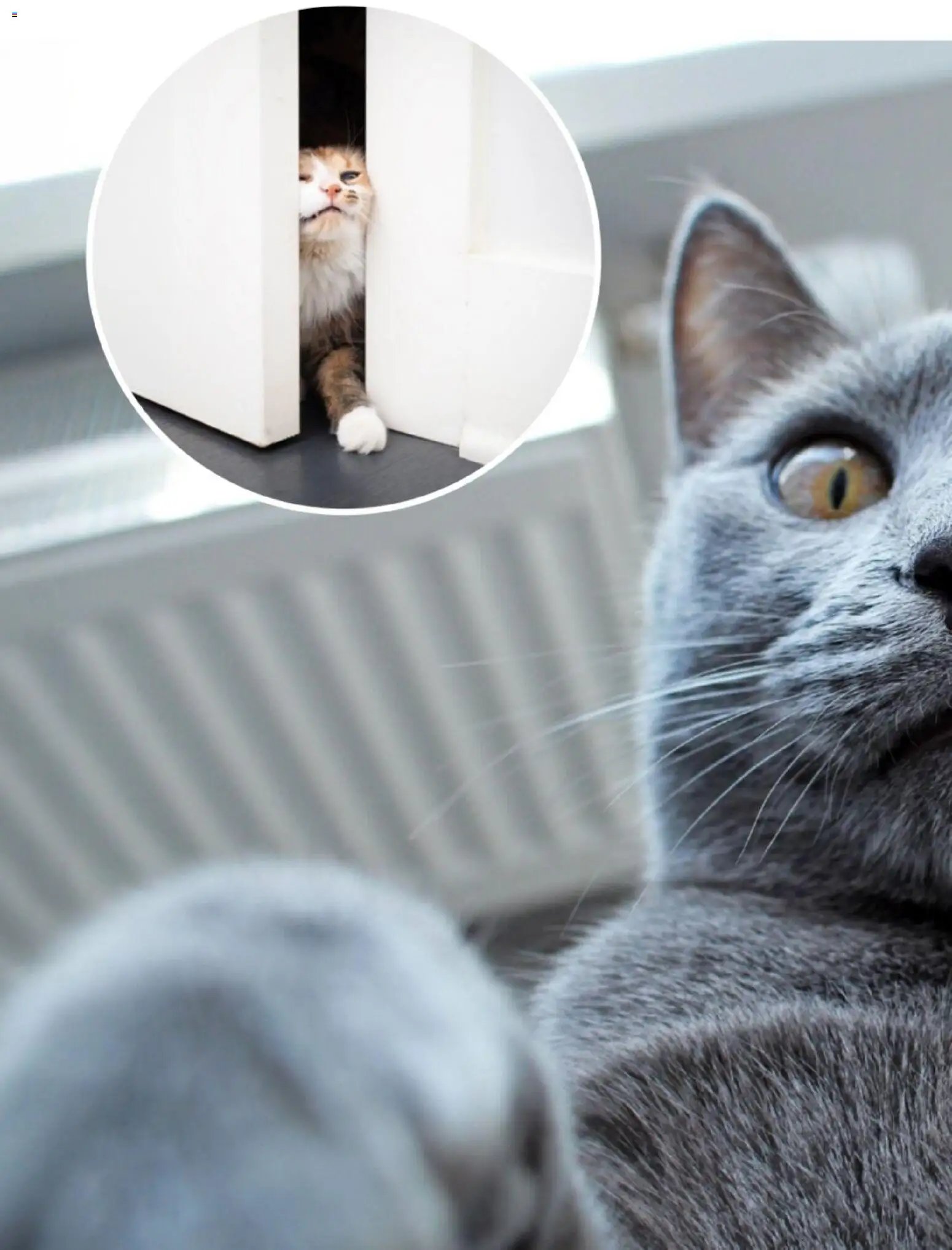 zookauf Themenkatalog Katze