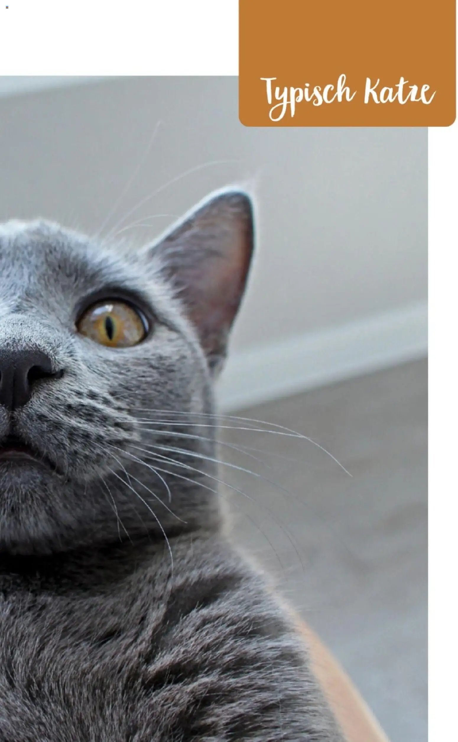 zookauf Themenkatalog Katze