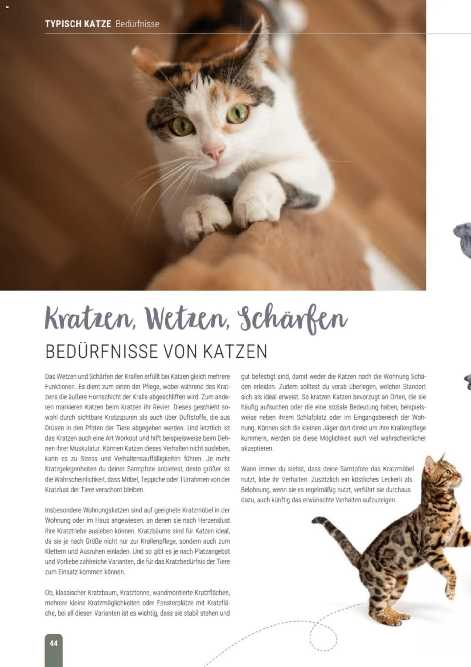 zookauf Themenkatalog Katze