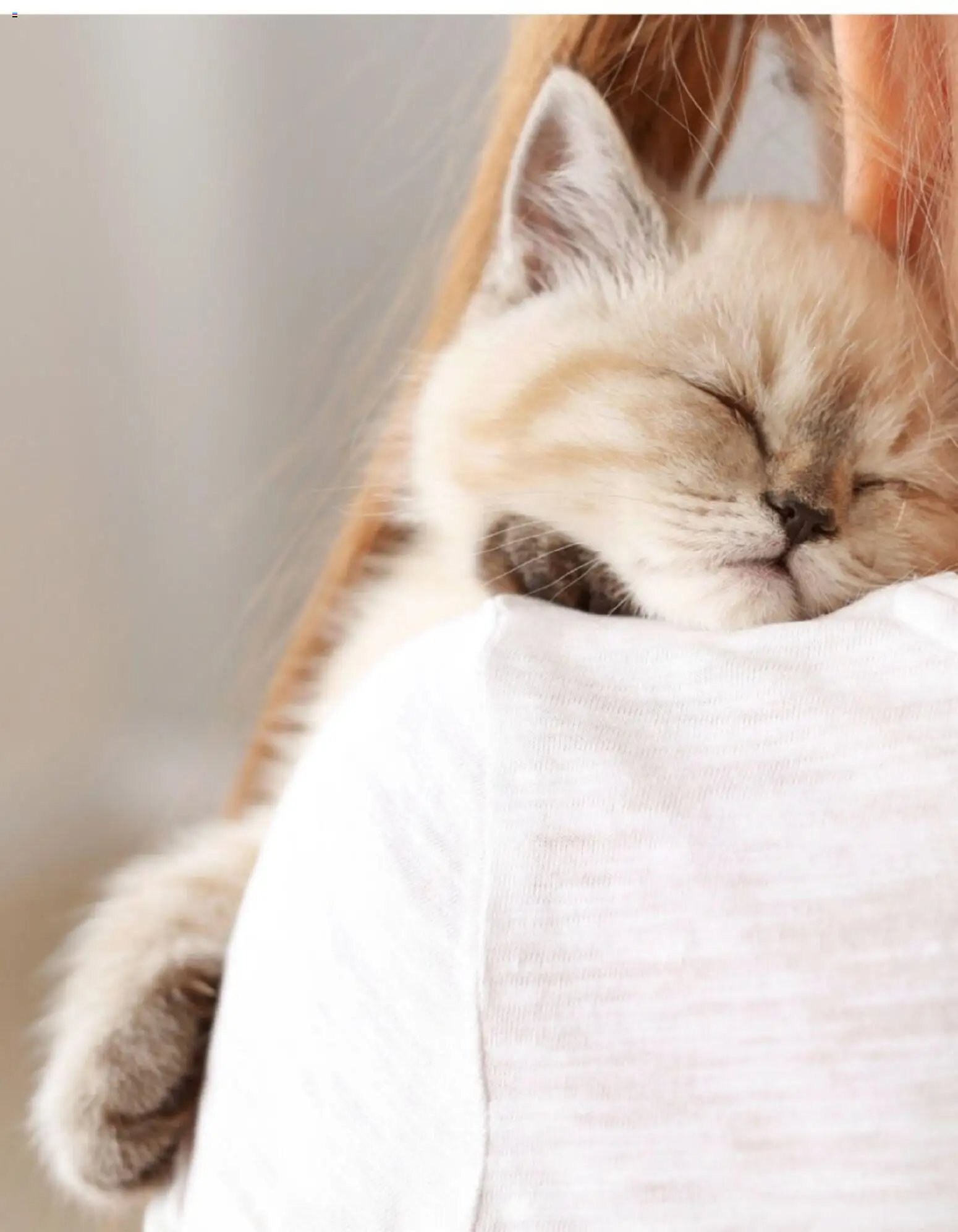 zookauf Themenkatalog Katze