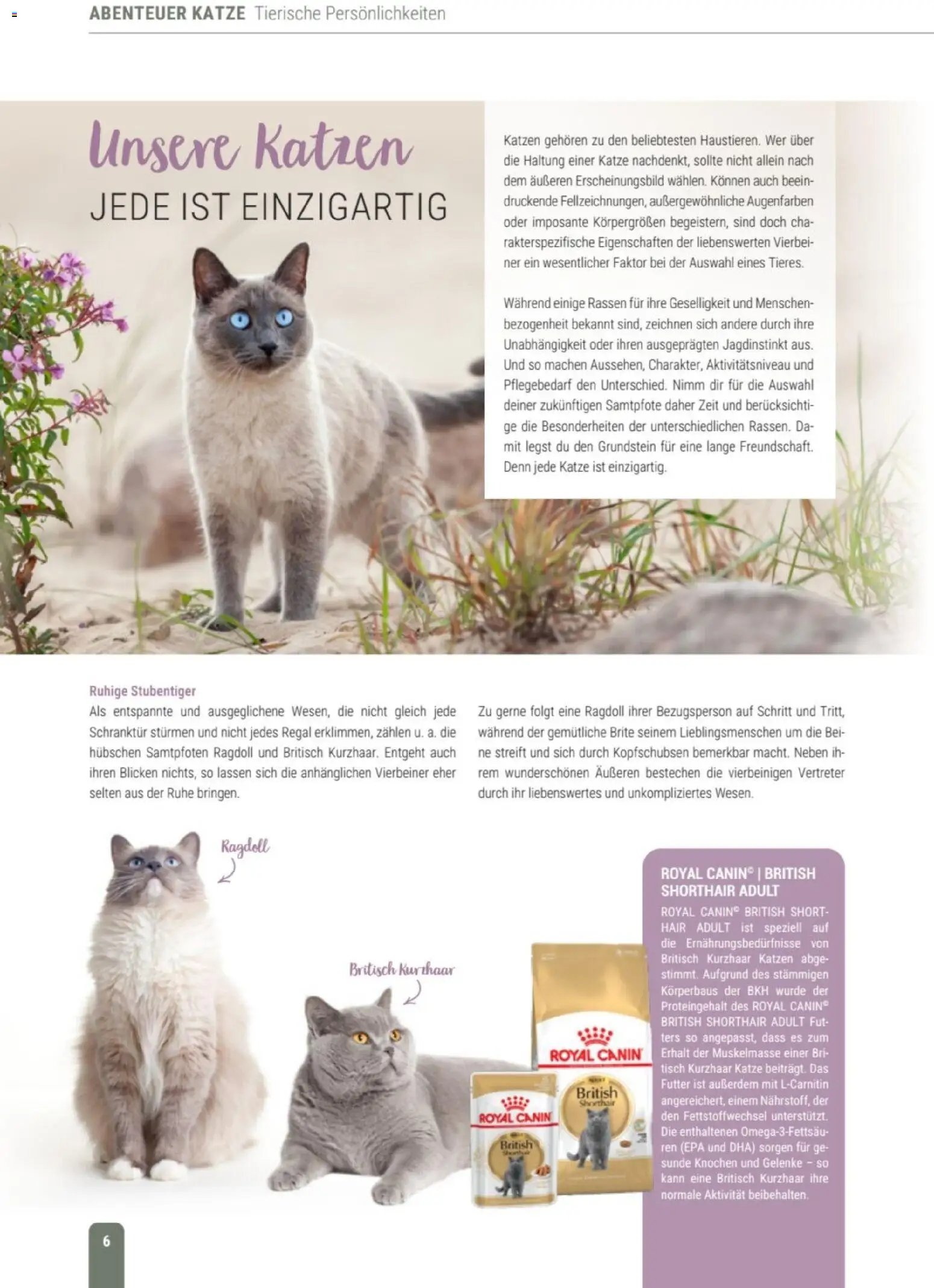 zookauf Themenkatalog Katze