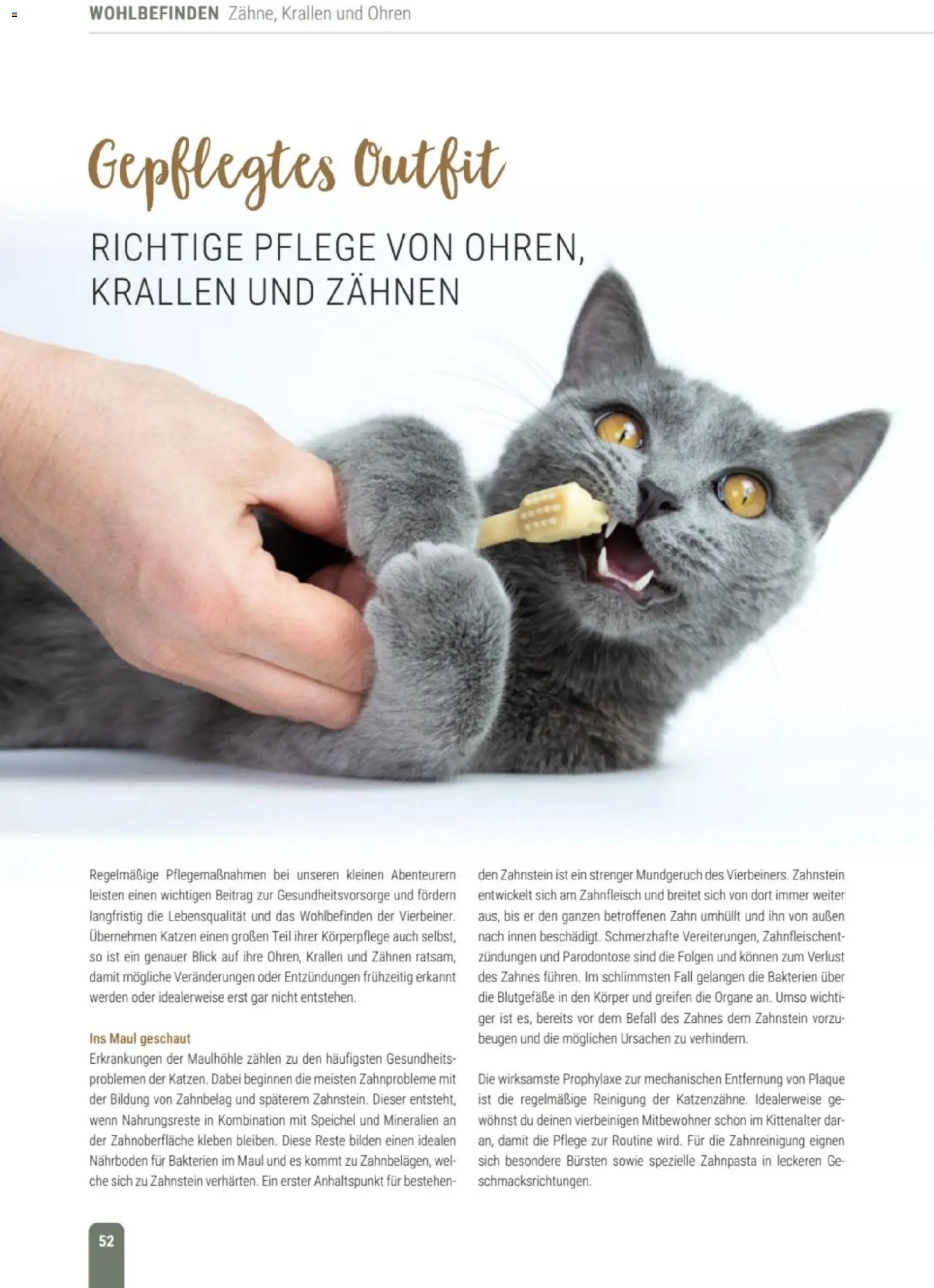 zookauf Themenkatalog Katze