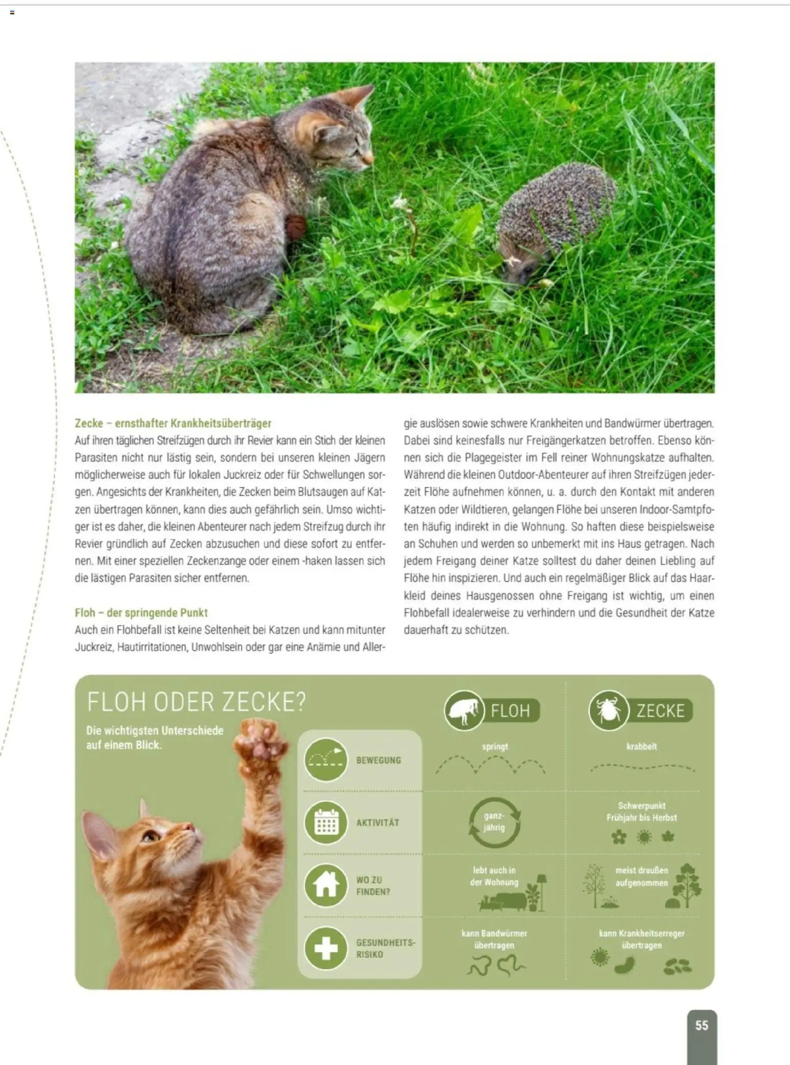zookauf Themenkatalog Katze